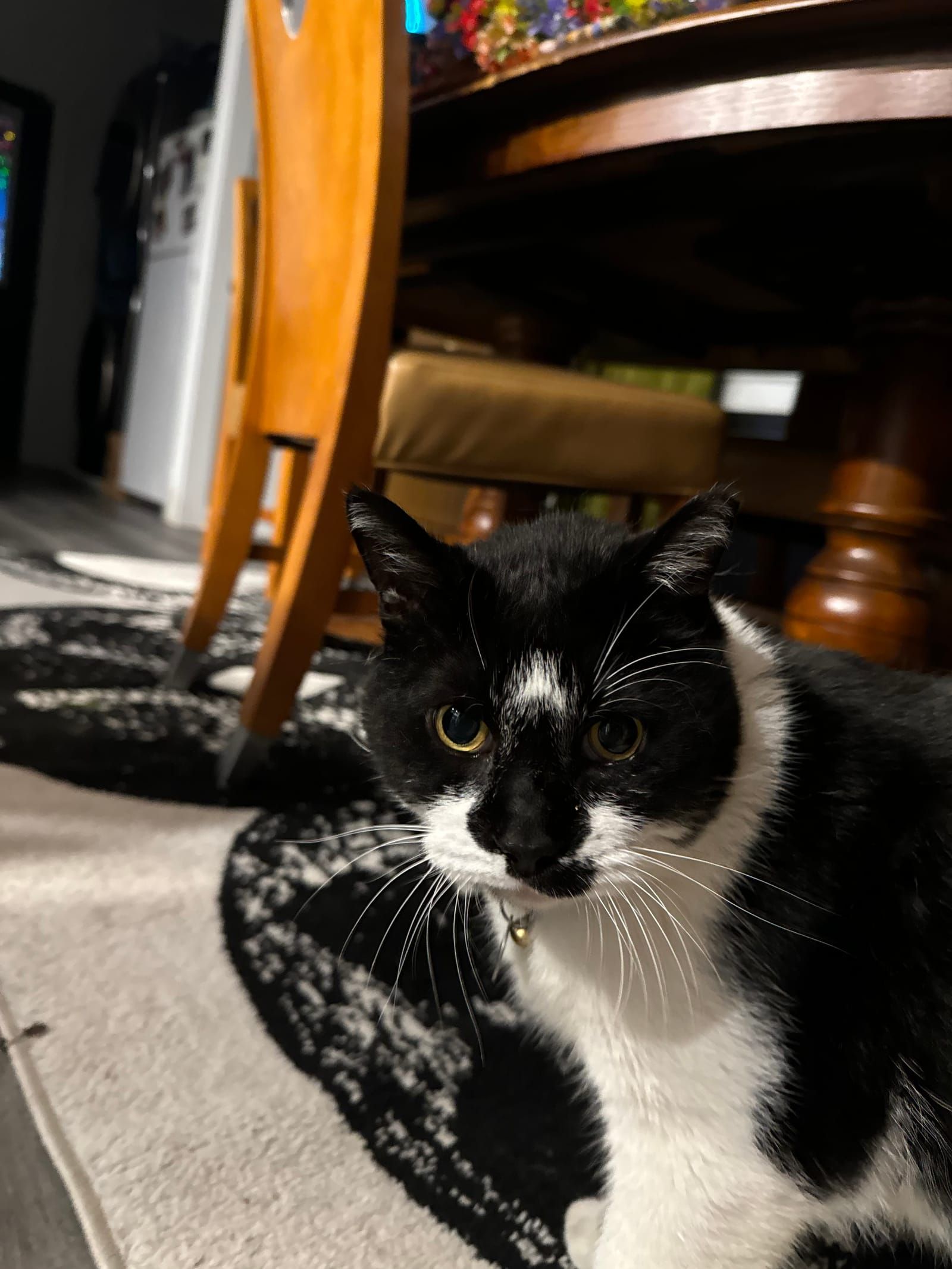 Oliver the tuxedo cat.