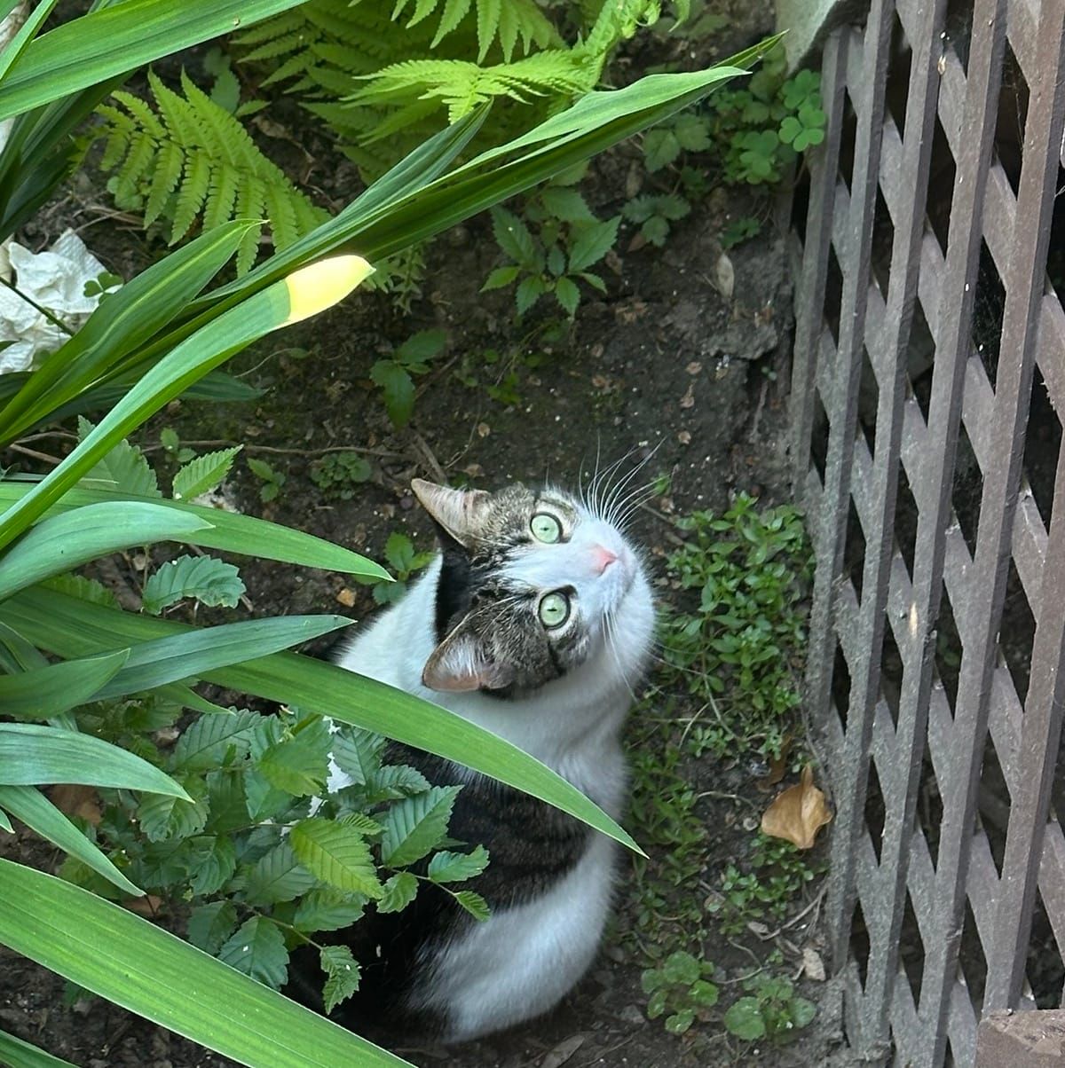 A black and white cat with striking green eyes peers upward through green foliage, surrounded by ferns and leafy plants next to a dark latticed fence.