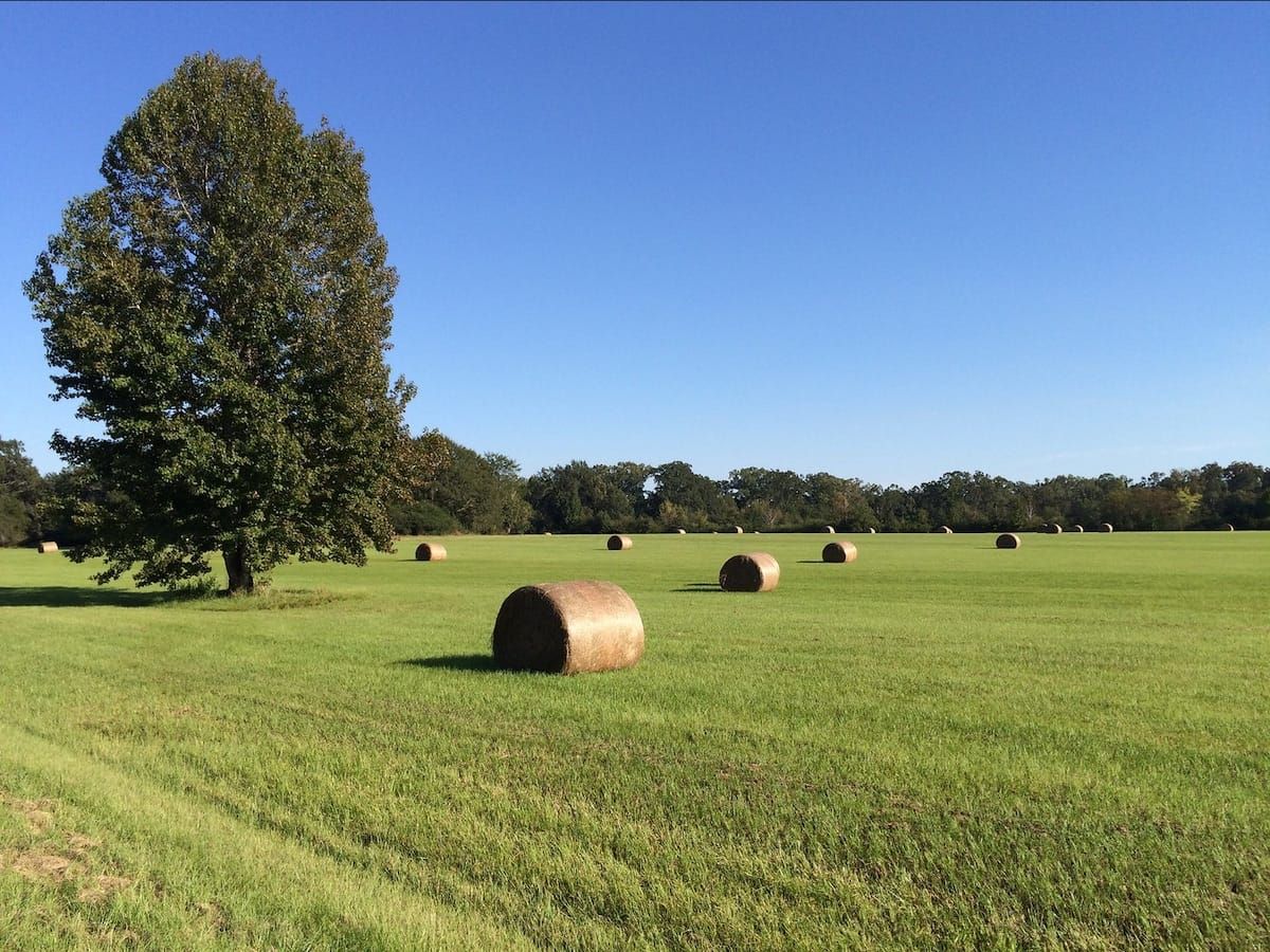 Bright sunny day, bright blue sky, picture in a hay field with large hay bales.
