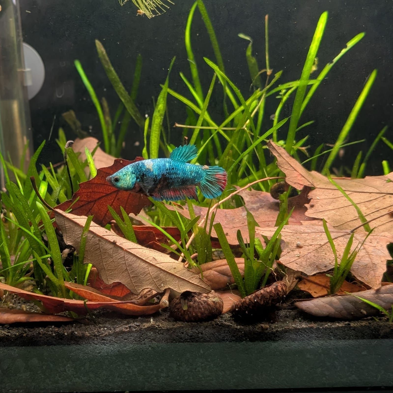 A colorful betta fish with blue and red coloring swims among green aquatic plants and brown leaf litter on the sandy bottom of an aquarium.