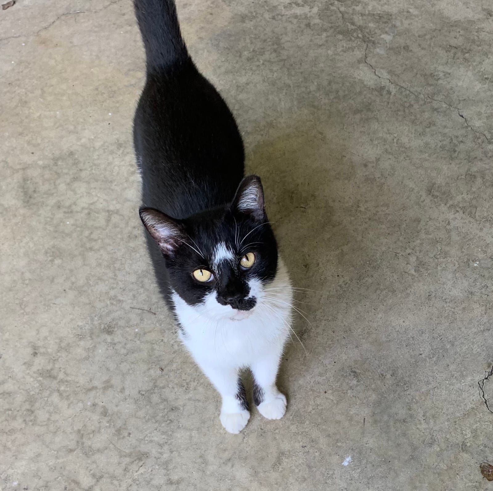 Oliver the black and white tuxedo cat faces the camera.