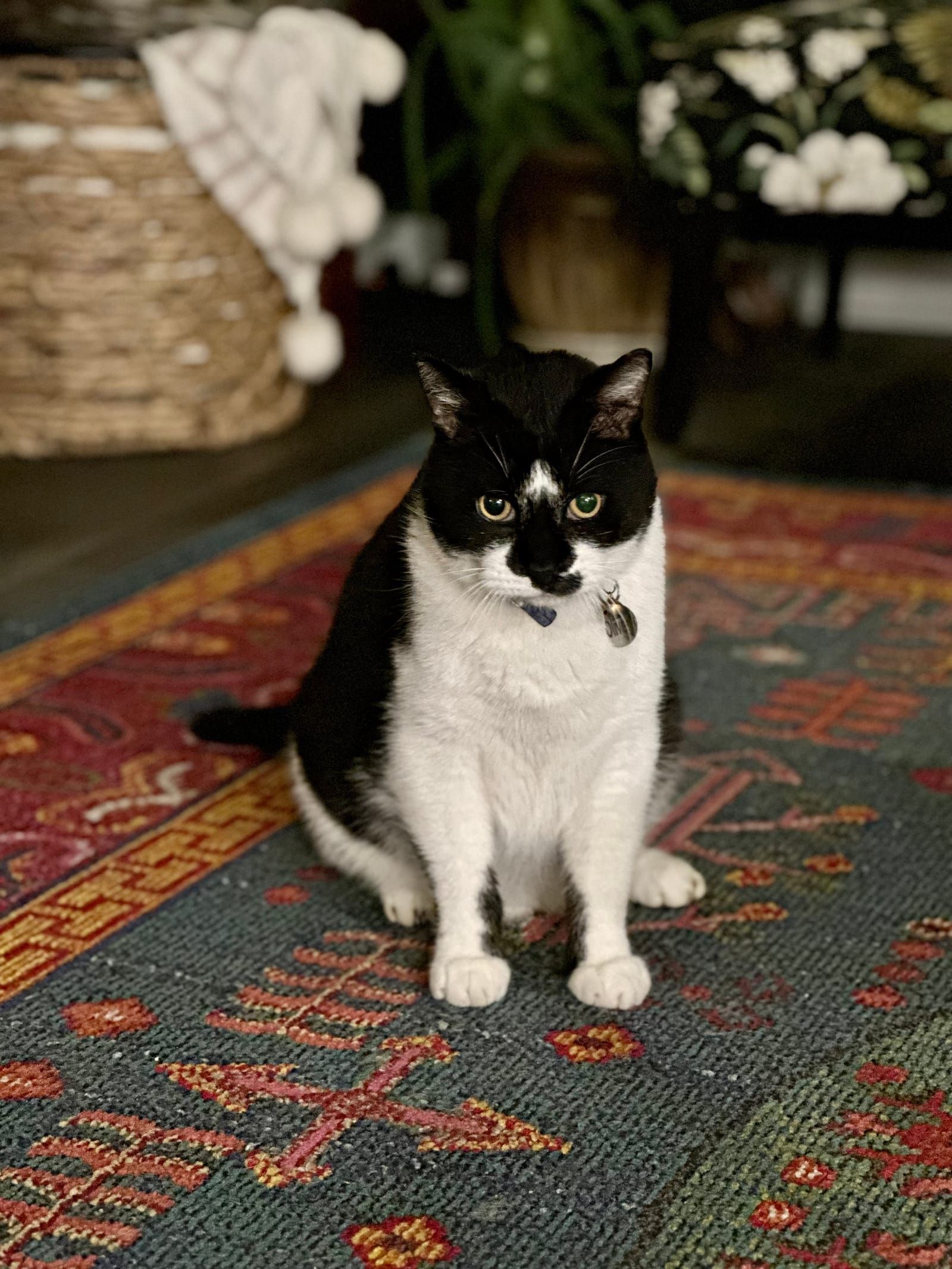 Oliver the tuxedo cat.