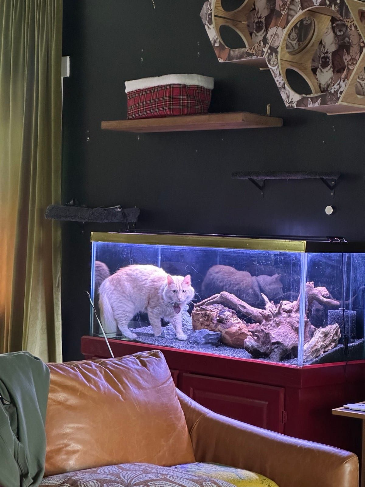 Mac standing in front of the fish tank, keeping watch