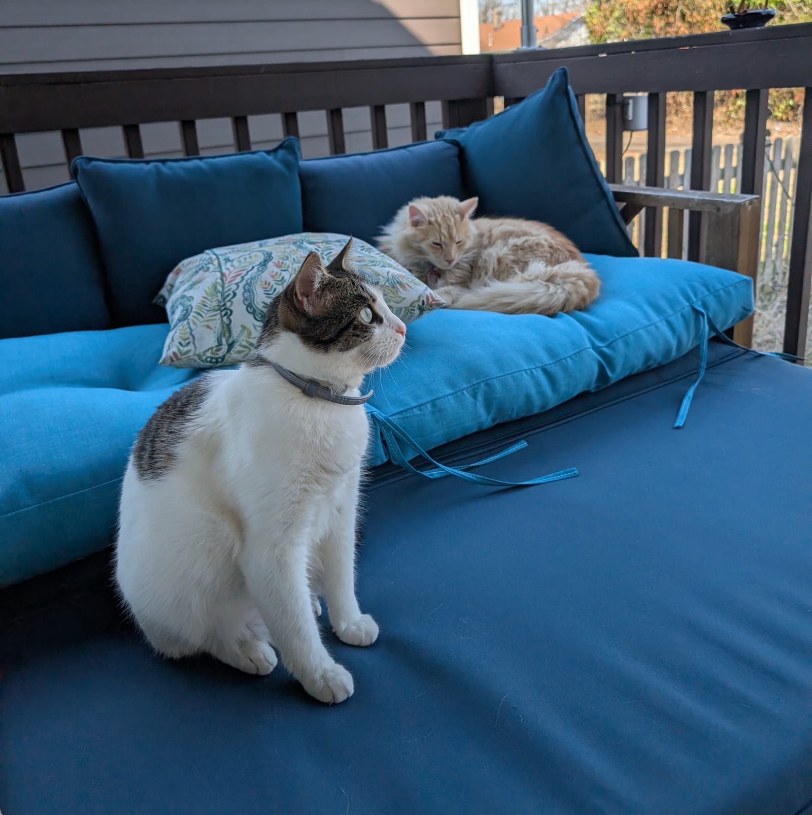 Two cats on a blue outdoor daybed on a deck. A tabby and white cat wearing a harness sits in the foreground, while a fluffy orange and white kitten lounges on the cushions and pillows in the background.