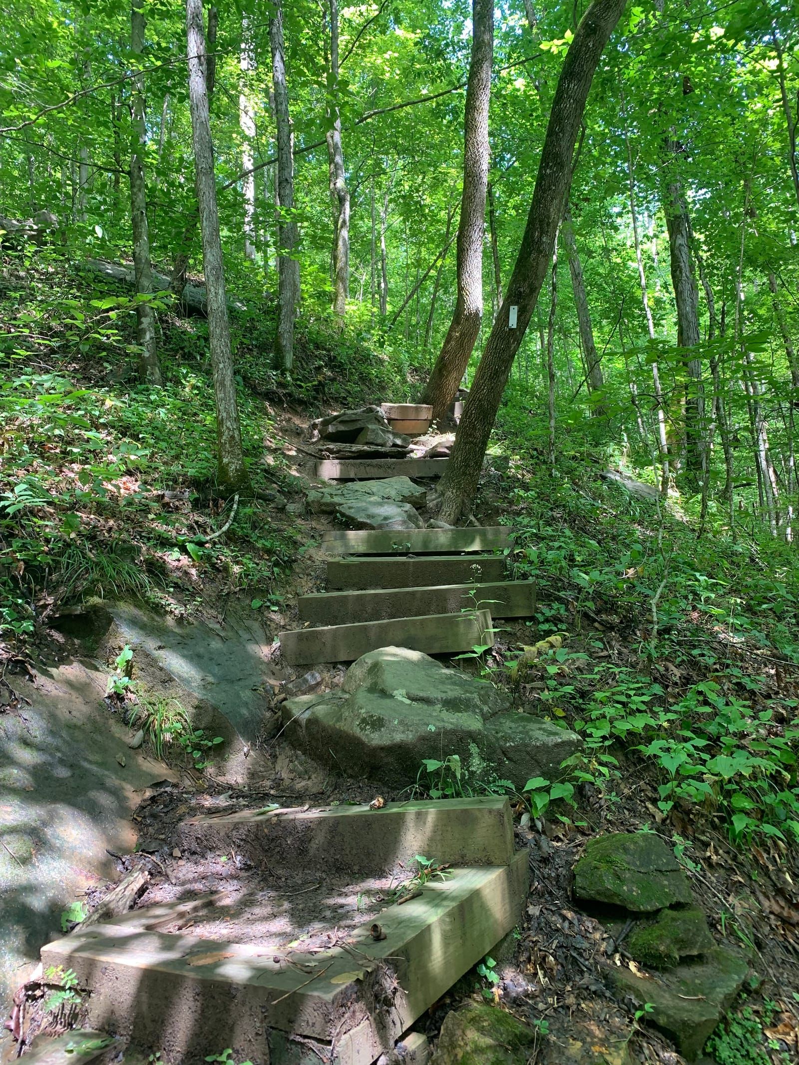Hiking trail starting to ascend.