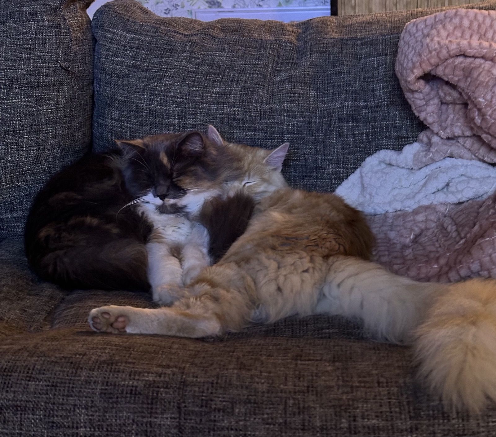 Polly and Linus curled up together napping on the couch