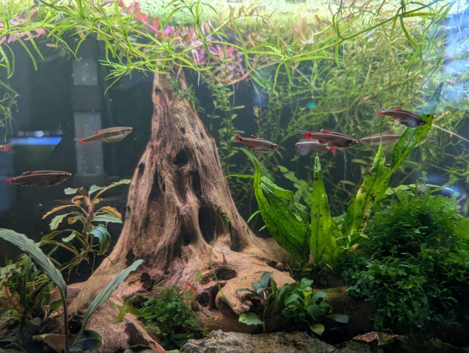 A well-planted aquarium featuring small fish with red markings swimming among dense green aquatic plants and a large driftwood centerpiece with hollow cavities.