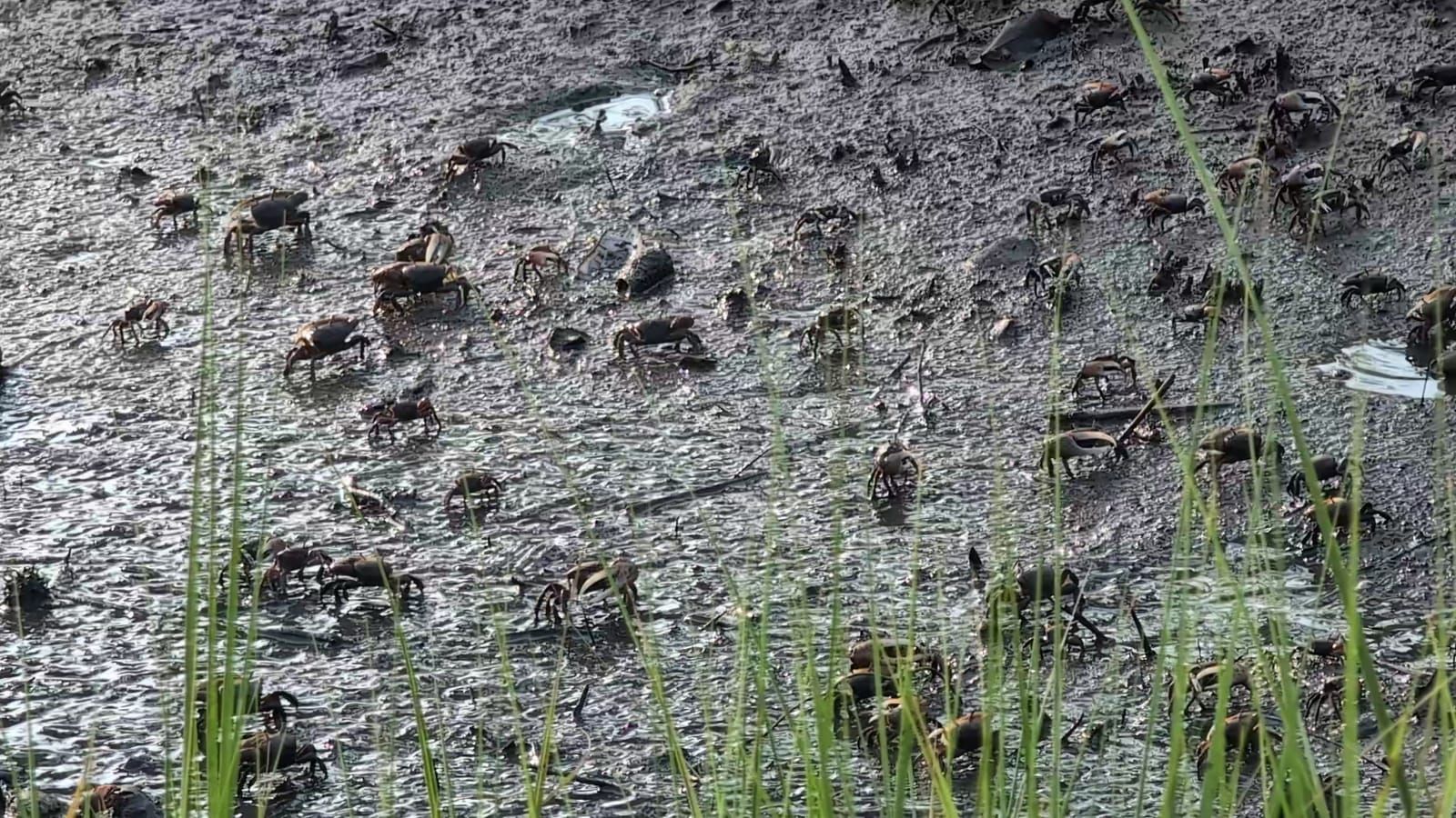 A muddy tidal flat densely populated with numerous brown crabs scattered across the wet ground, with green marsh grasses visible in the foreground and a piece of blue debris visible in the upper portion of the image.