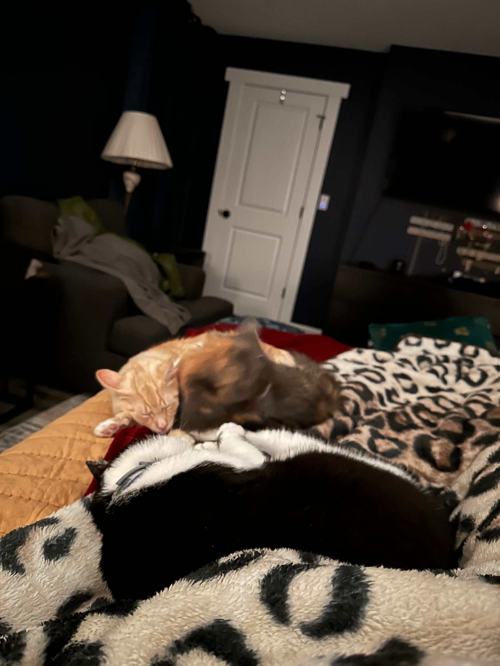 Oliver the tuxedo cat.