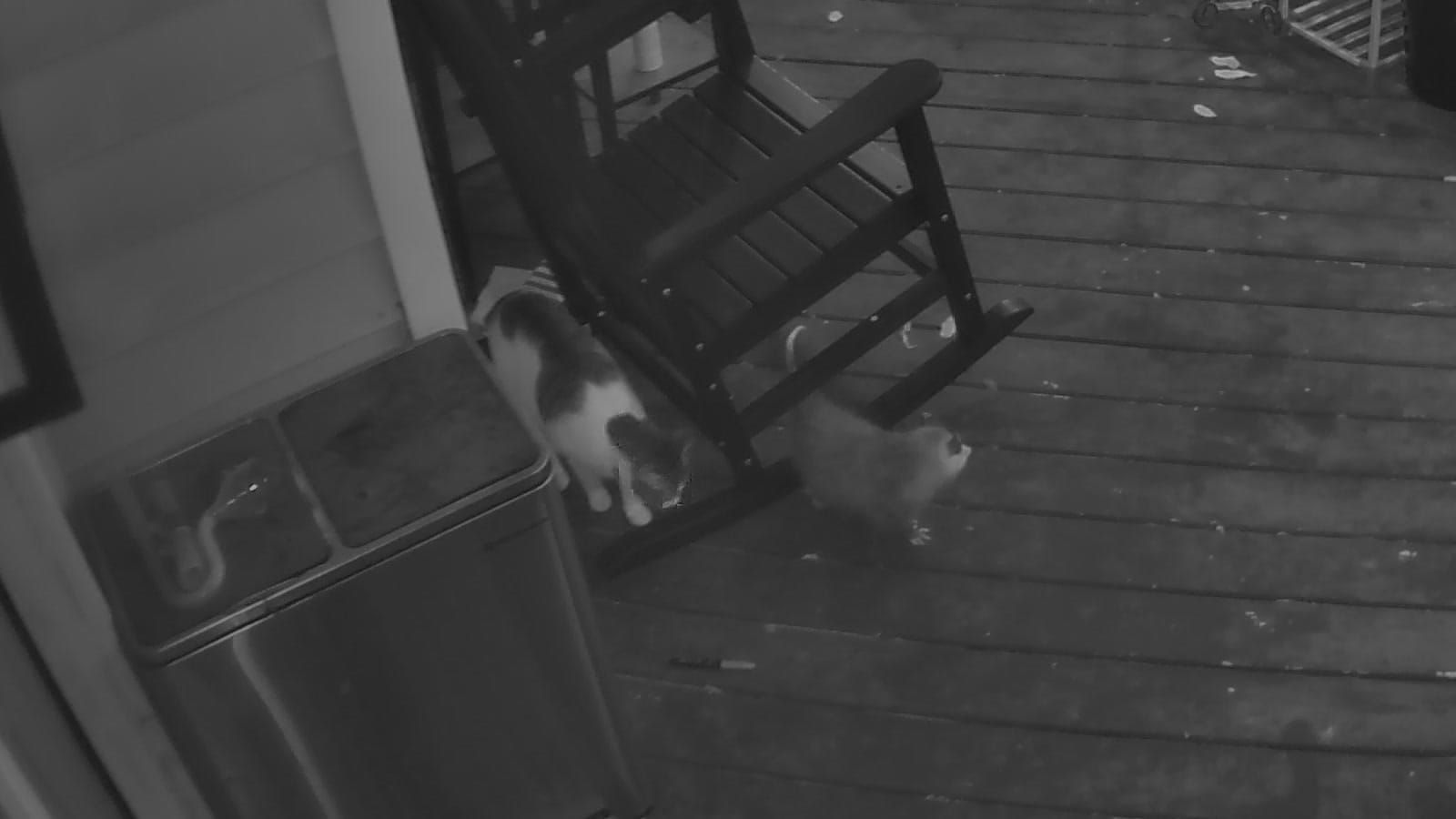 Grayscale night-vision view of our back porch: Linus, a white cat with dark patches, stands by a rocking chair a few feet from an opossum, the two facing each other.