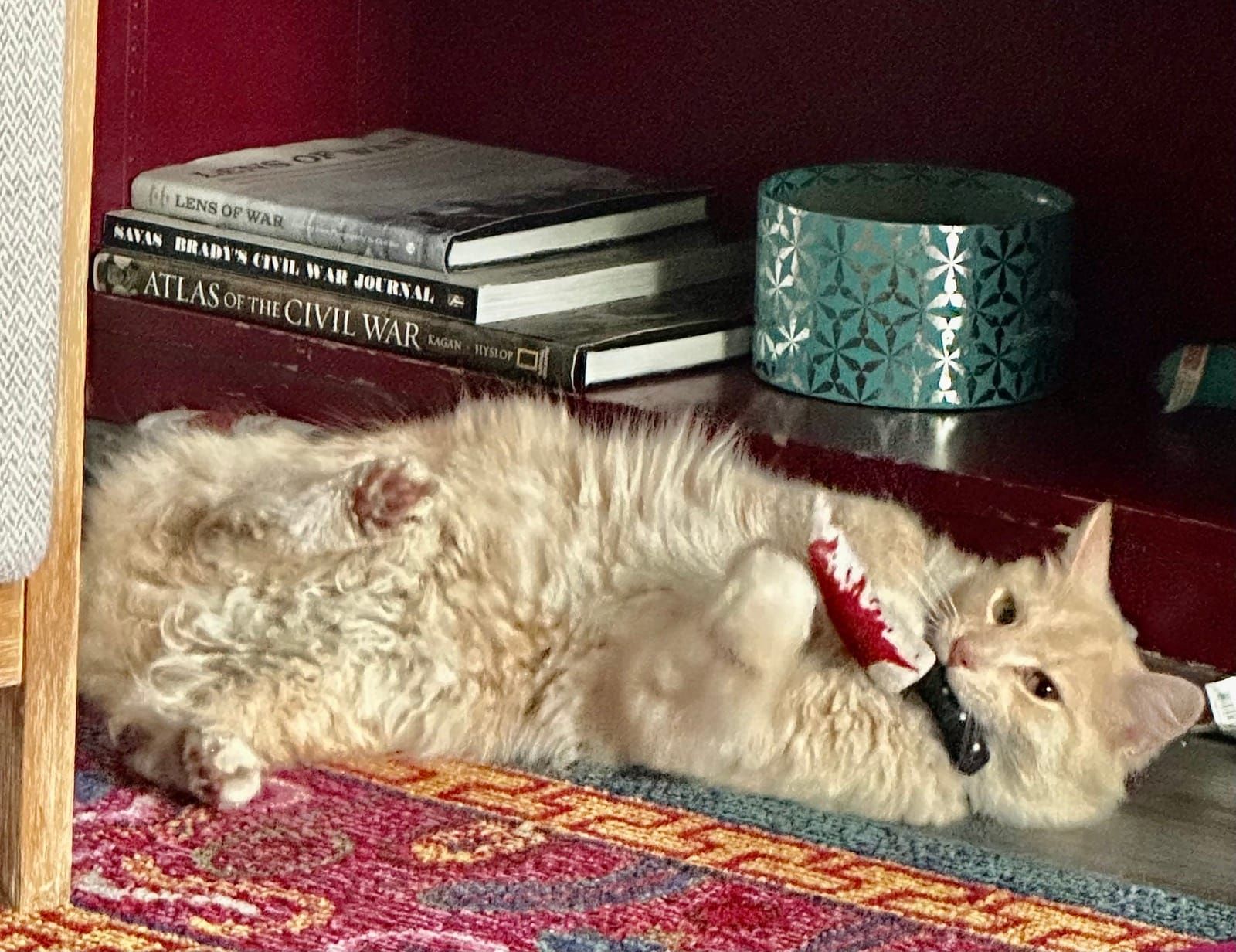 Mac rolled on his side under a bookshelf, playing with a toy