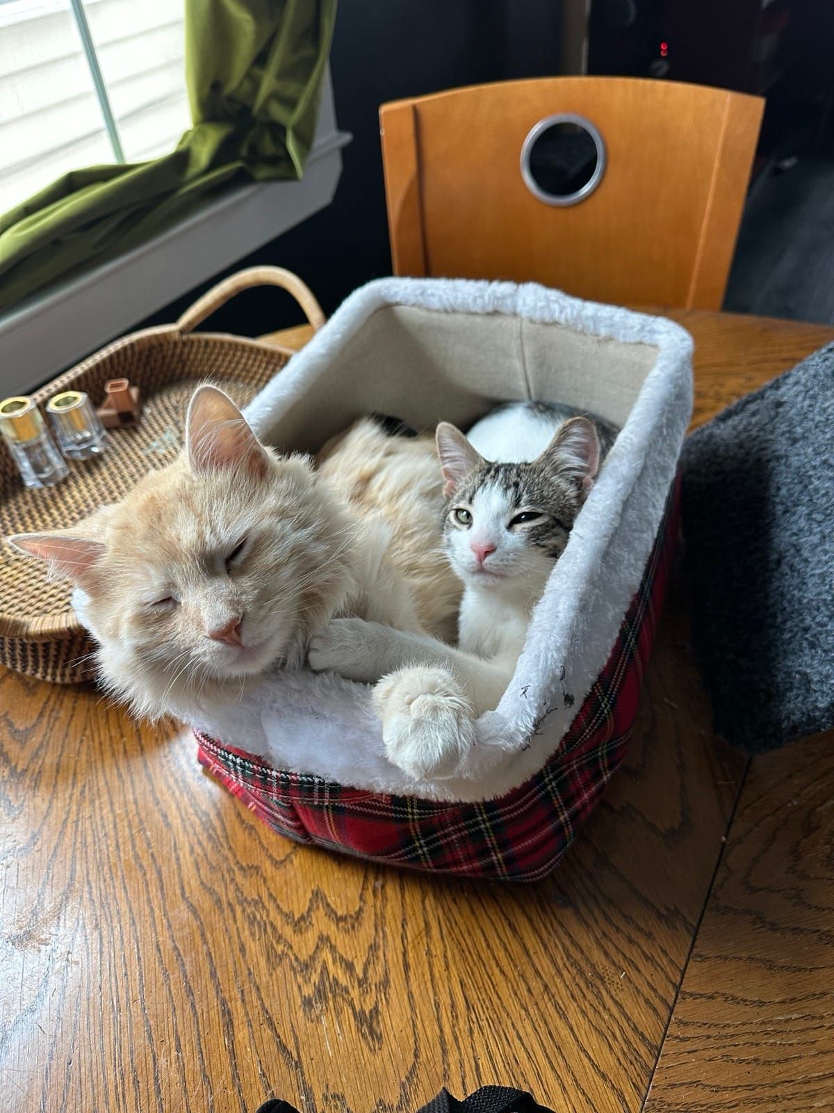 Mac and Polly squeezed into a small plaid cat bed together
