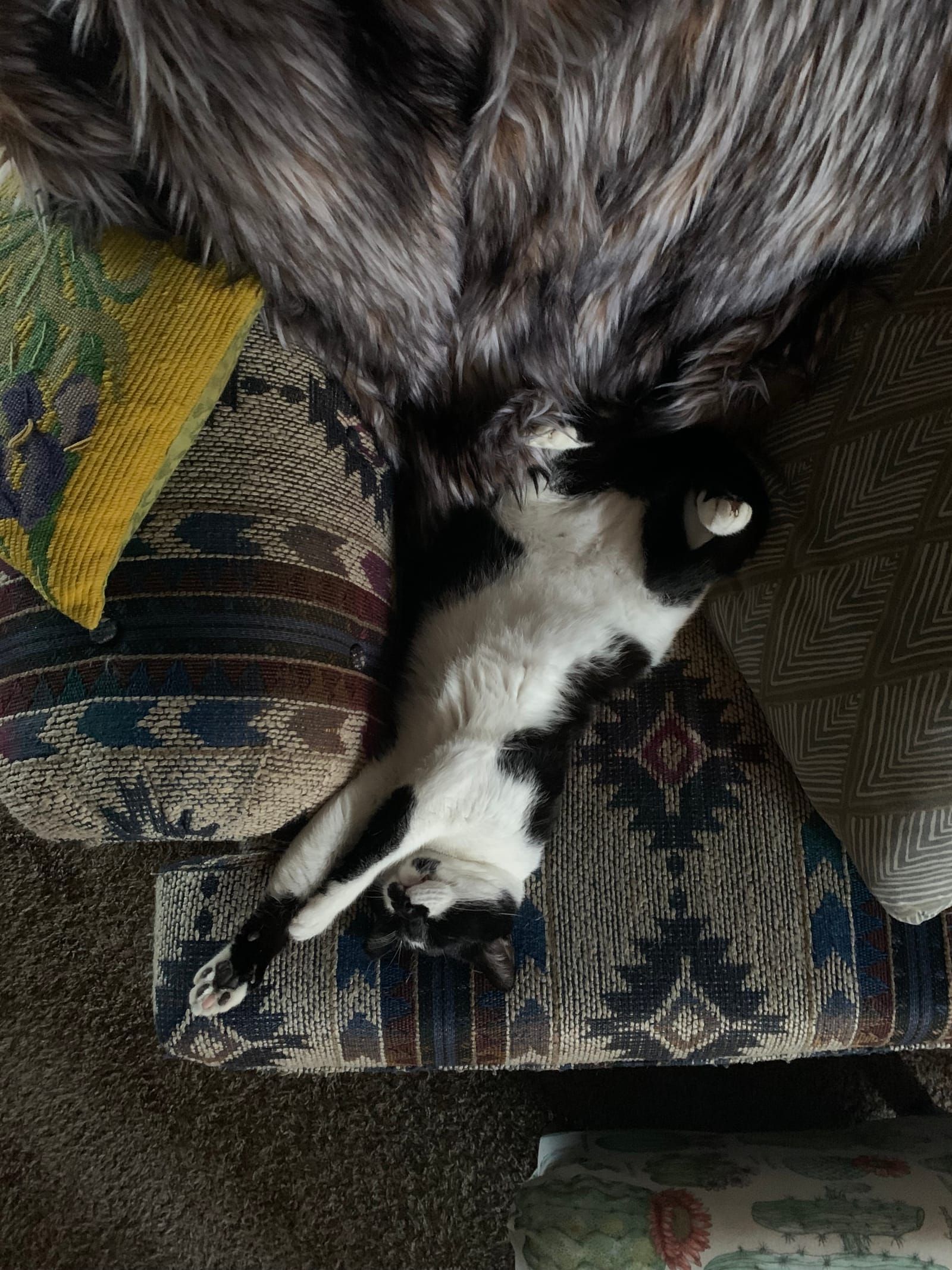 Oliver the tuxedo cat.