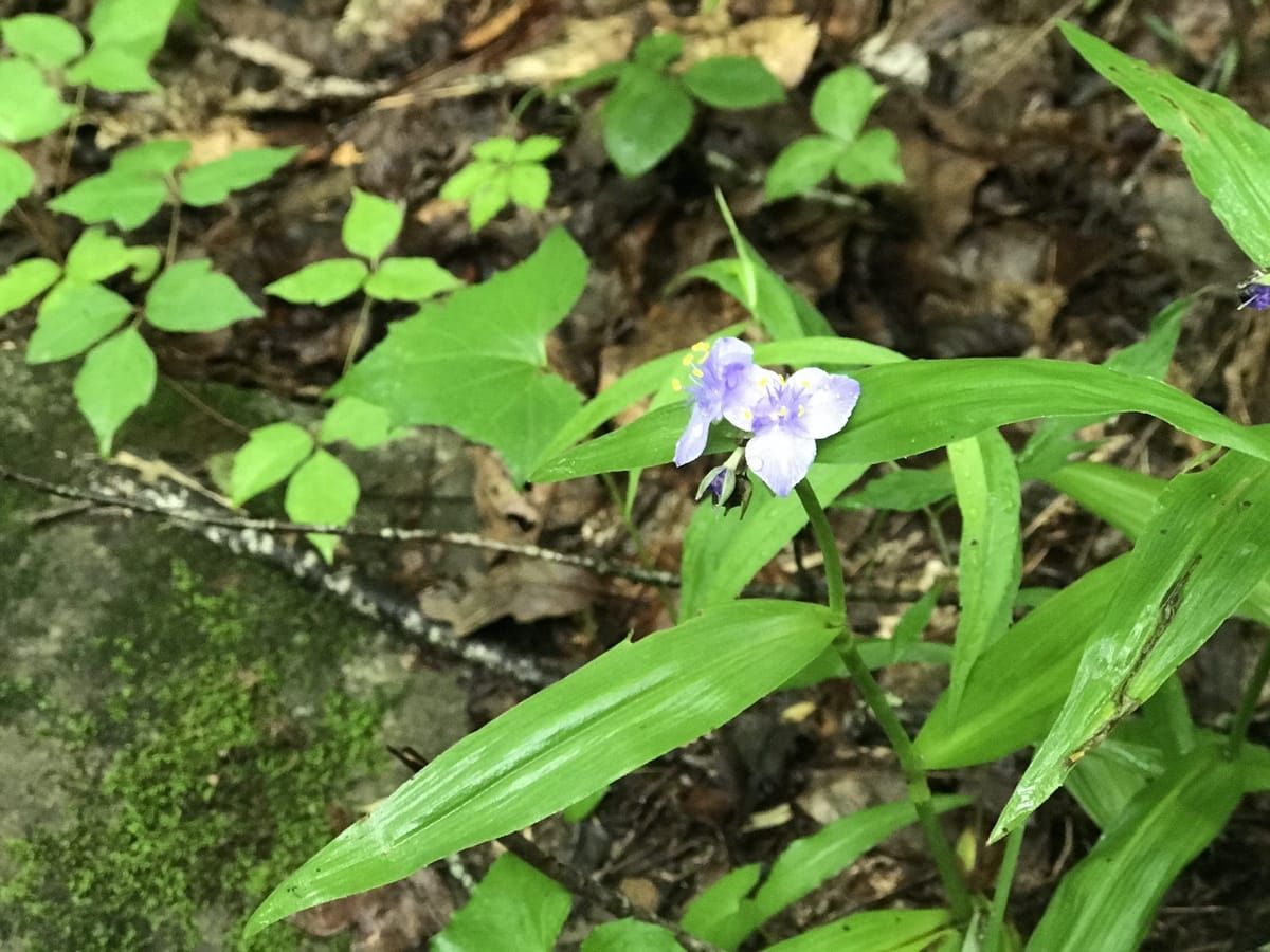 Small purple flower.