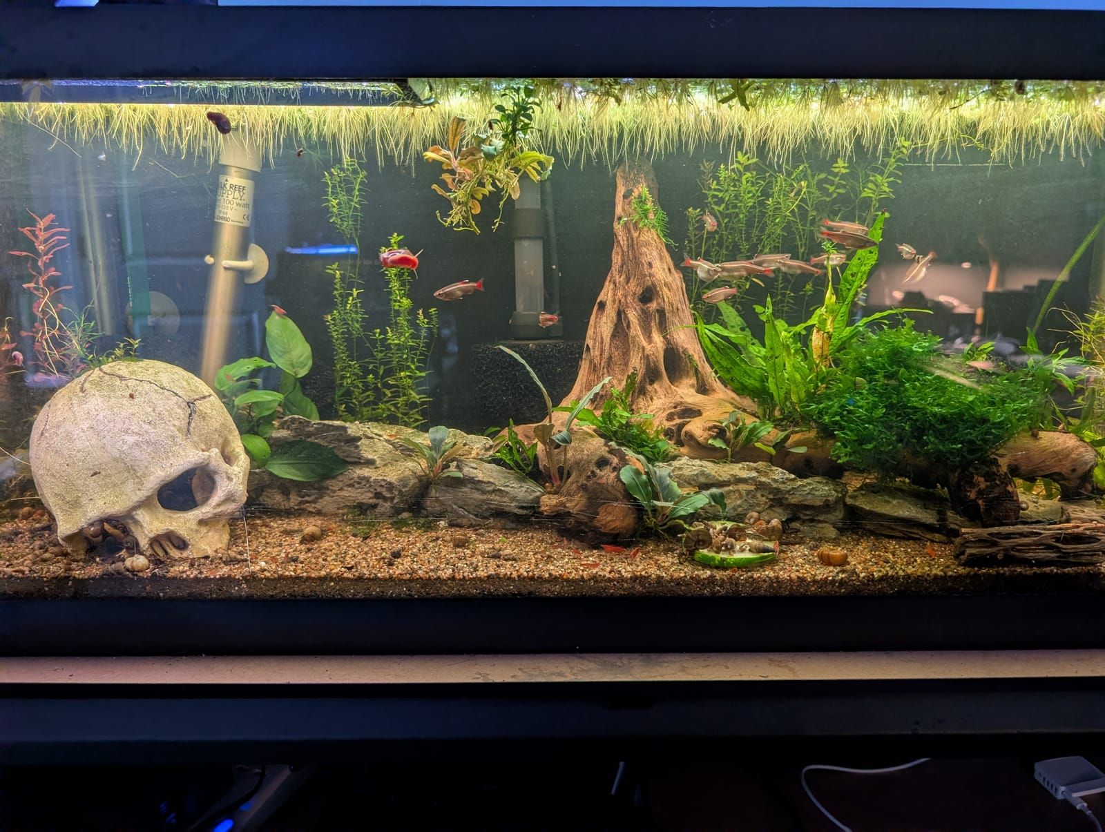 A well-decorated freshwater aquarium with green plants, driftwood, and a skull decoration on sandy substrate. Several small fish swim among the vegetation and ornaments under blue lighting.
