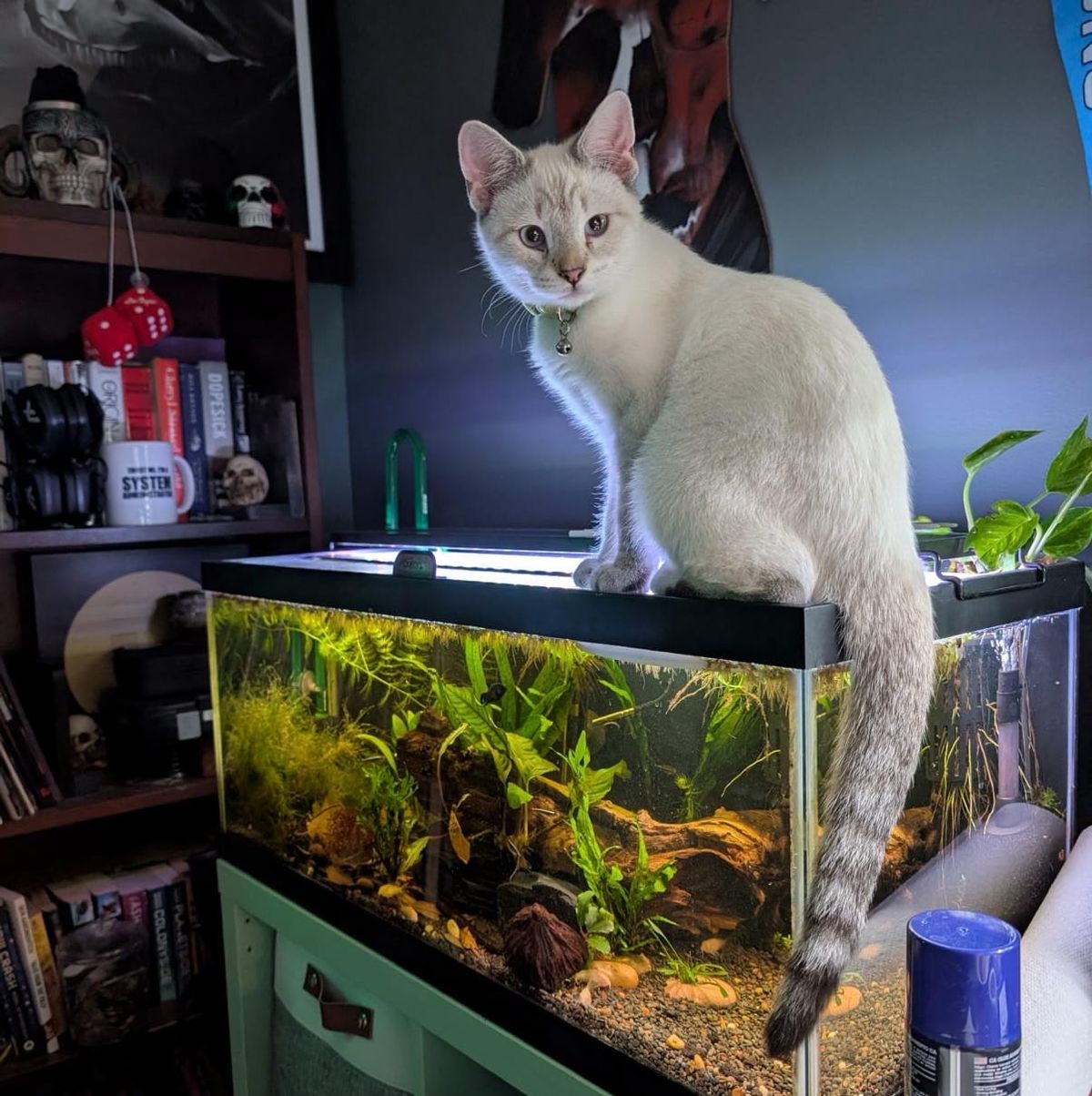 A white cat with a collar and bell sits on top of an aquarium containing aquatic plants and substrate. Behind the aquarium is a dark wooden shelf unit displaying books, decorative items, and a red ornament.