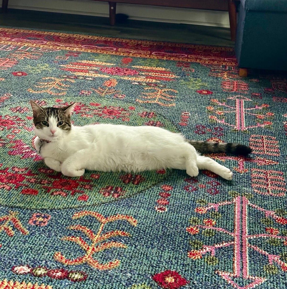 A tabby and white cat lying stretched out on a colorful patterned carpet with red, green, and gold tones, looking directly at the camera.