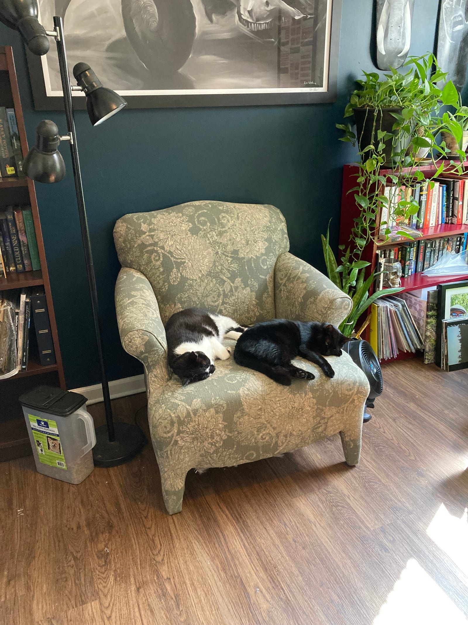 Oliver and Lily the cats sleep in the reading chair in Mikes office.