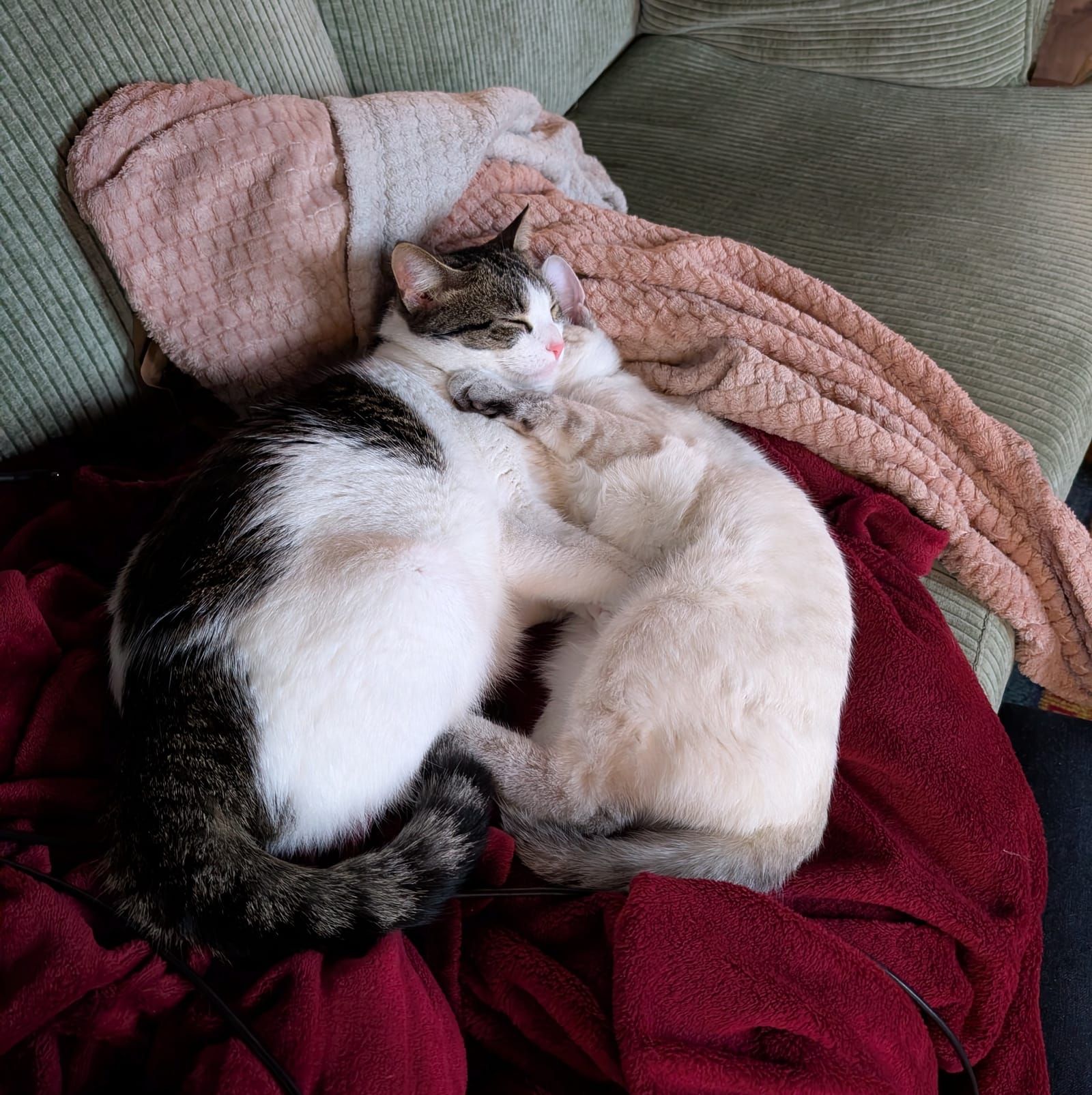 A tabby and white cat lies contentedly on a burgundy blanket surrounded by pink and beige quilted blankets on a gray striped couch, appearing relaxed and comfortable.
