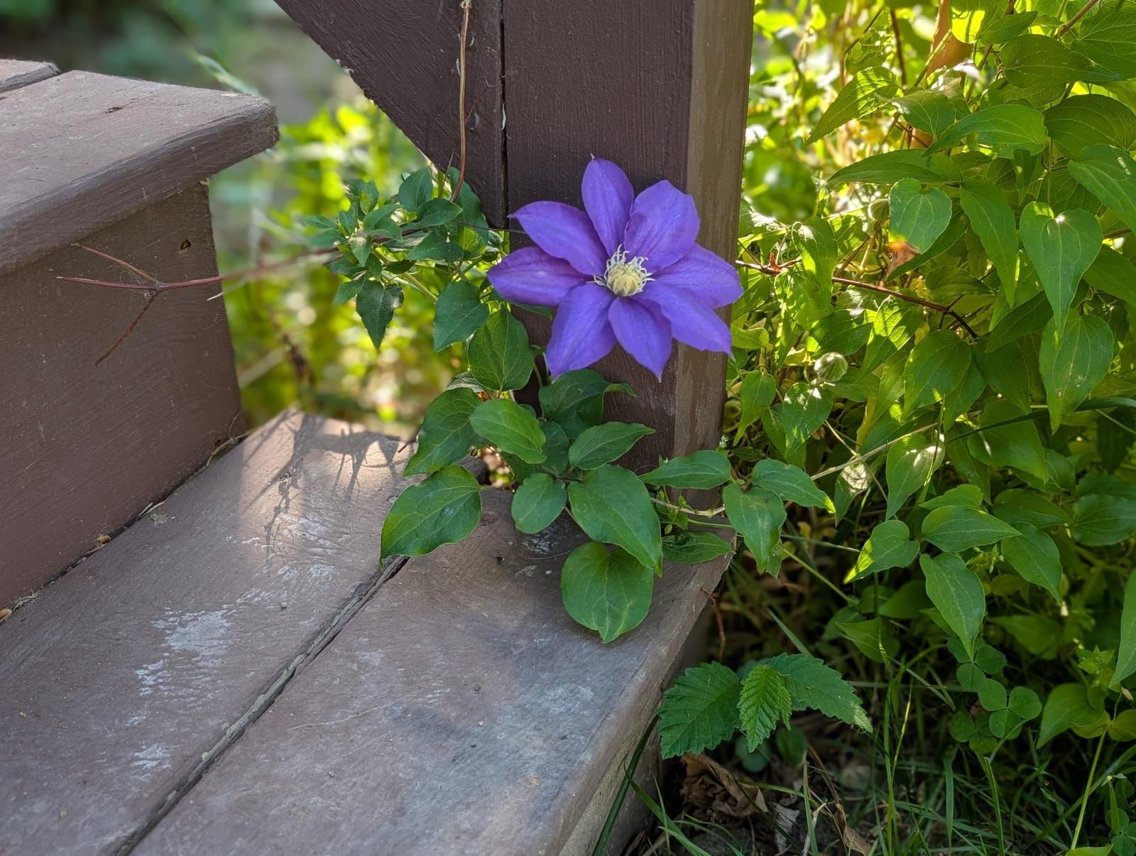 A vibrant purple clematis flower blooms against weathered wooden garden structures, surrounded by green foliage and climbing vines in dappled sunlight.