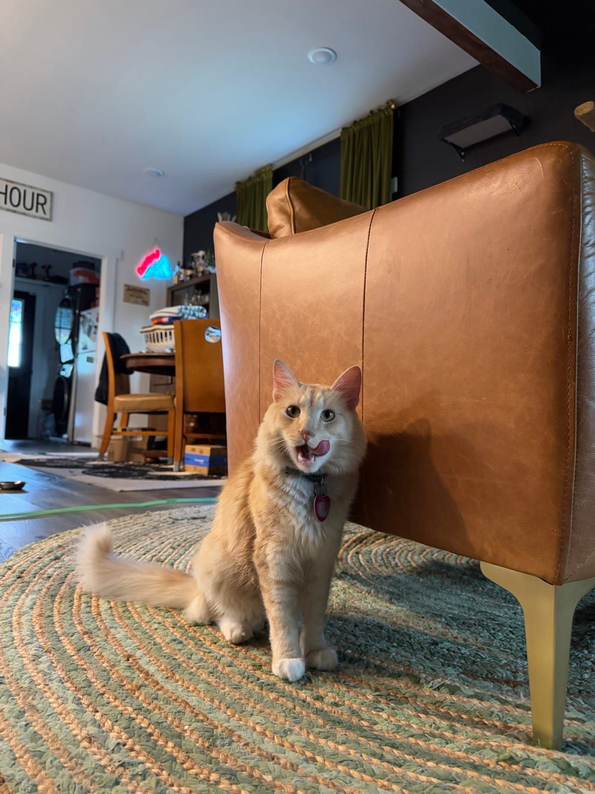 Mac sitting upright by the couch, mid-yawn