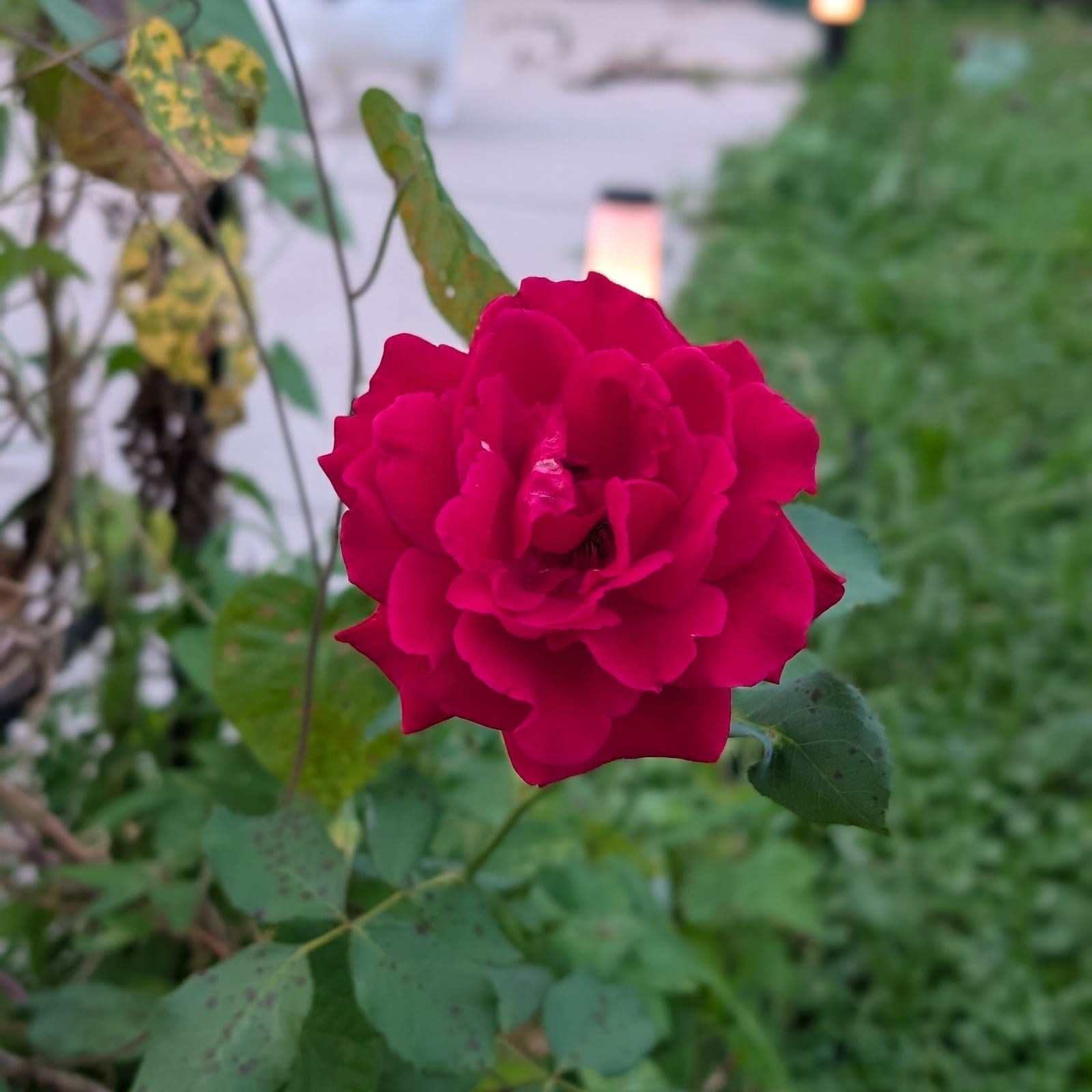 A vibrant deep red rose in full bloom stands prominently in focus, surrounded by green foliage. In the soft-focused background, a garden path with lanterns and additional landscaping is visible.