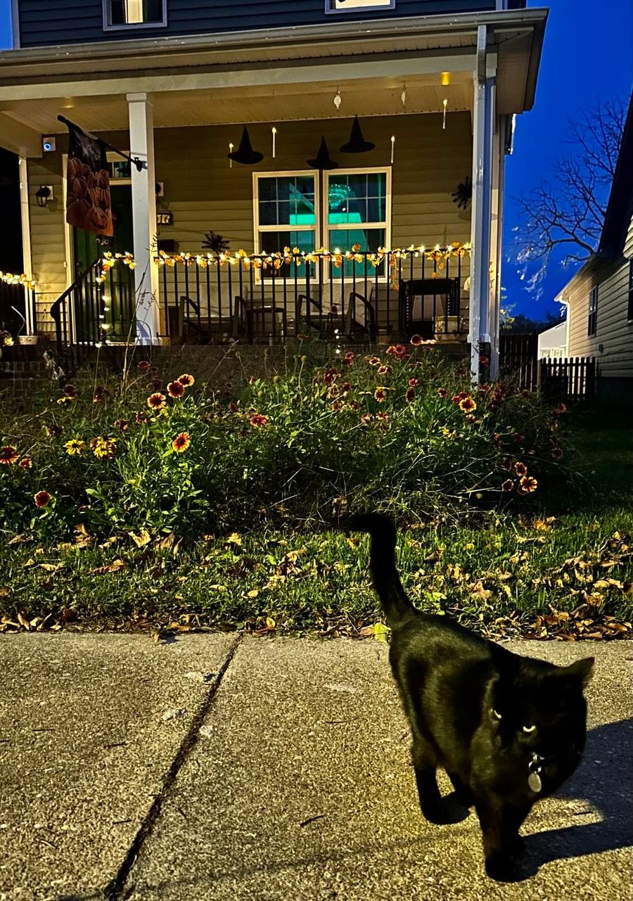 A black cat on the sidewalk, with a the house in the background. An end of season flower bed as well as the front porch, decorated for halloween is in the background.