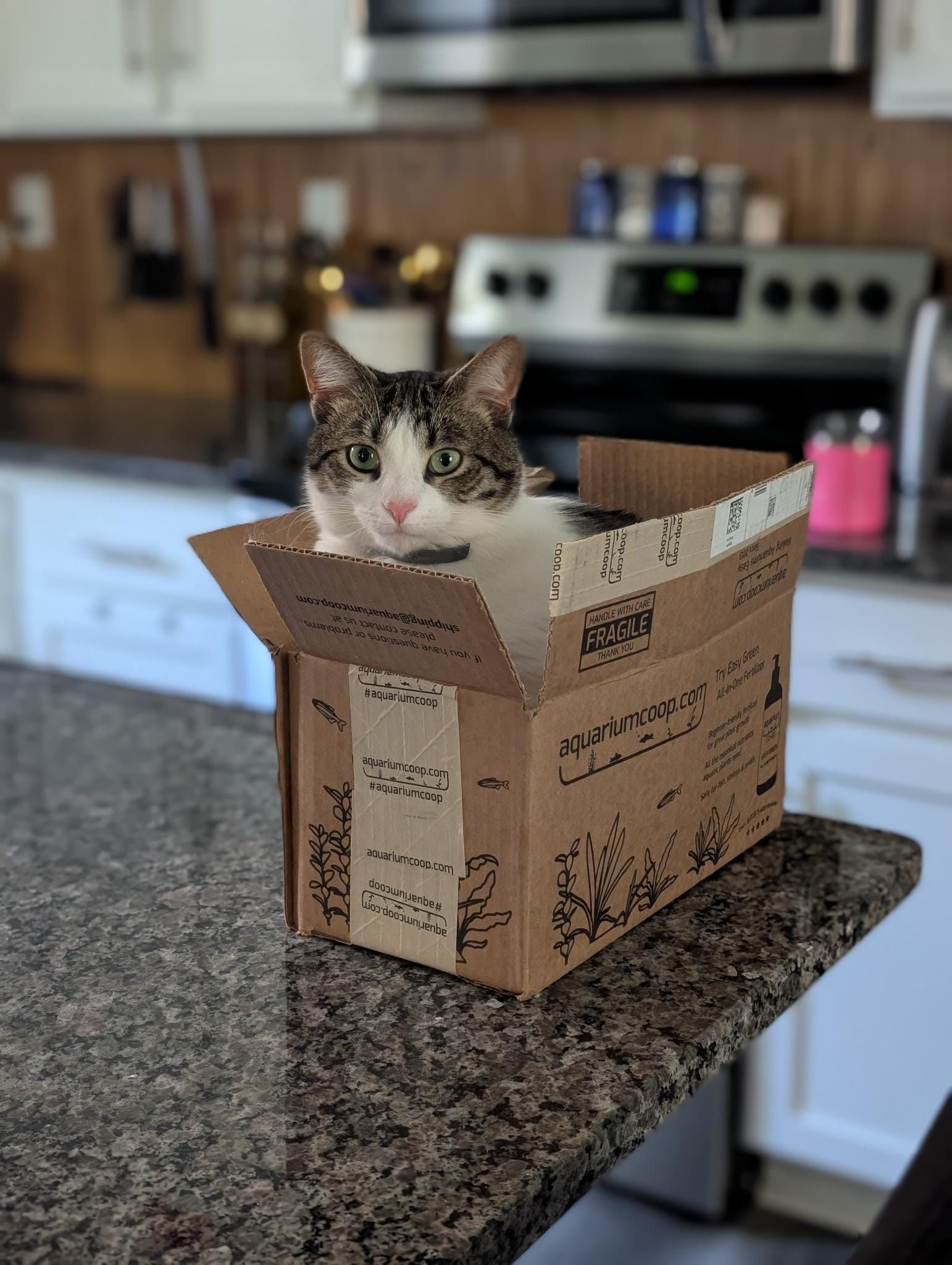 Linus the kitty sitting a box!