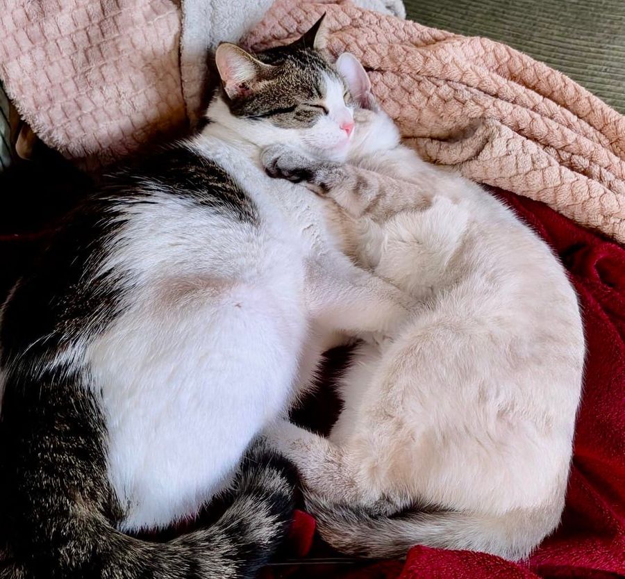 A tabby and white cat lies contentedly on pink and red blankets, appearing relaxed with eyes closed in a comfortable resting position.