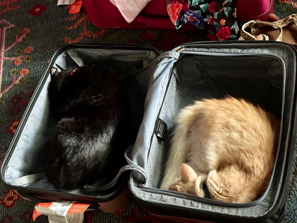 Mac and another cat curled up in an open suitcase