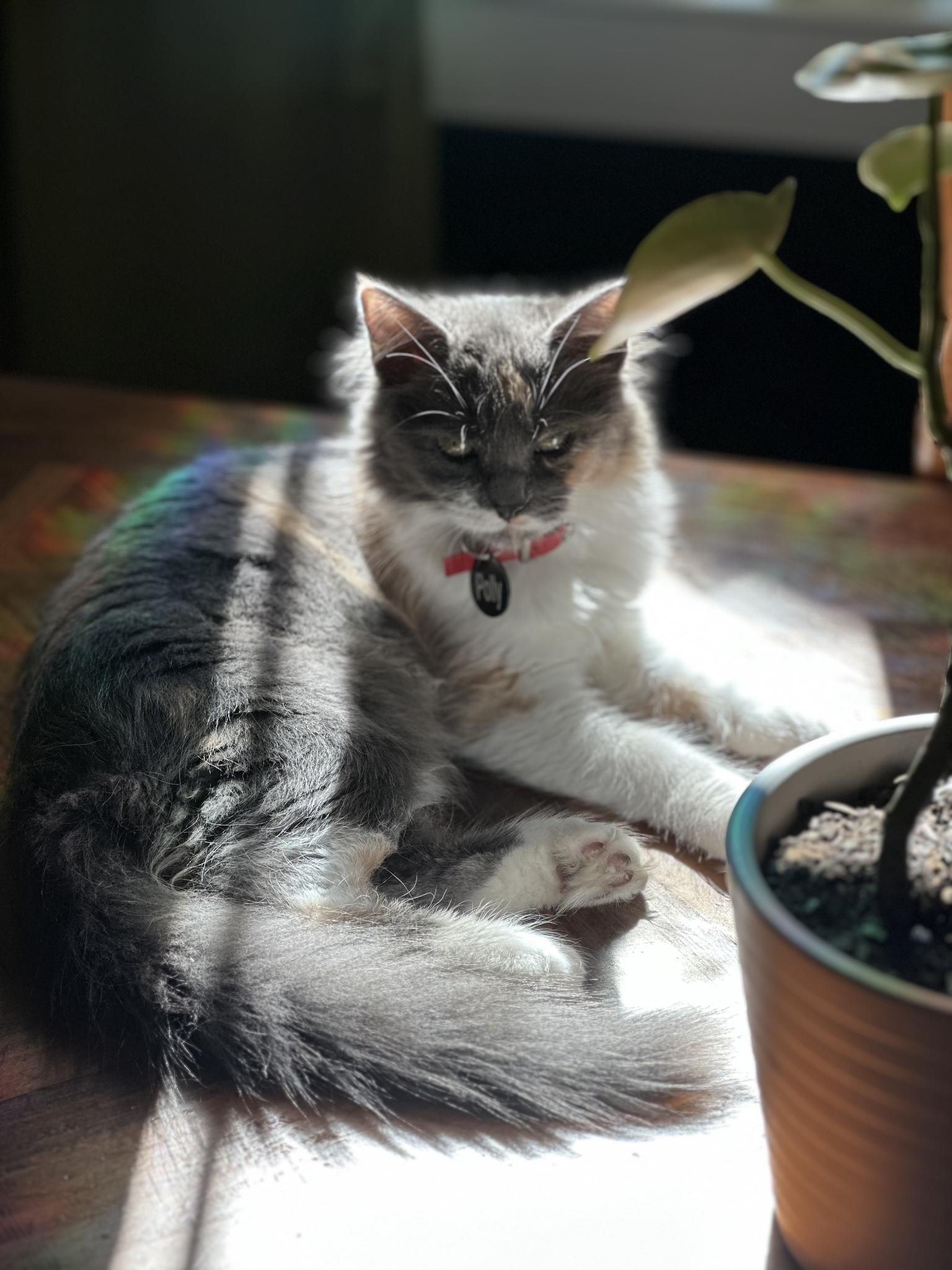 Polly lounging in a sunbeam on the table next to a potted plant