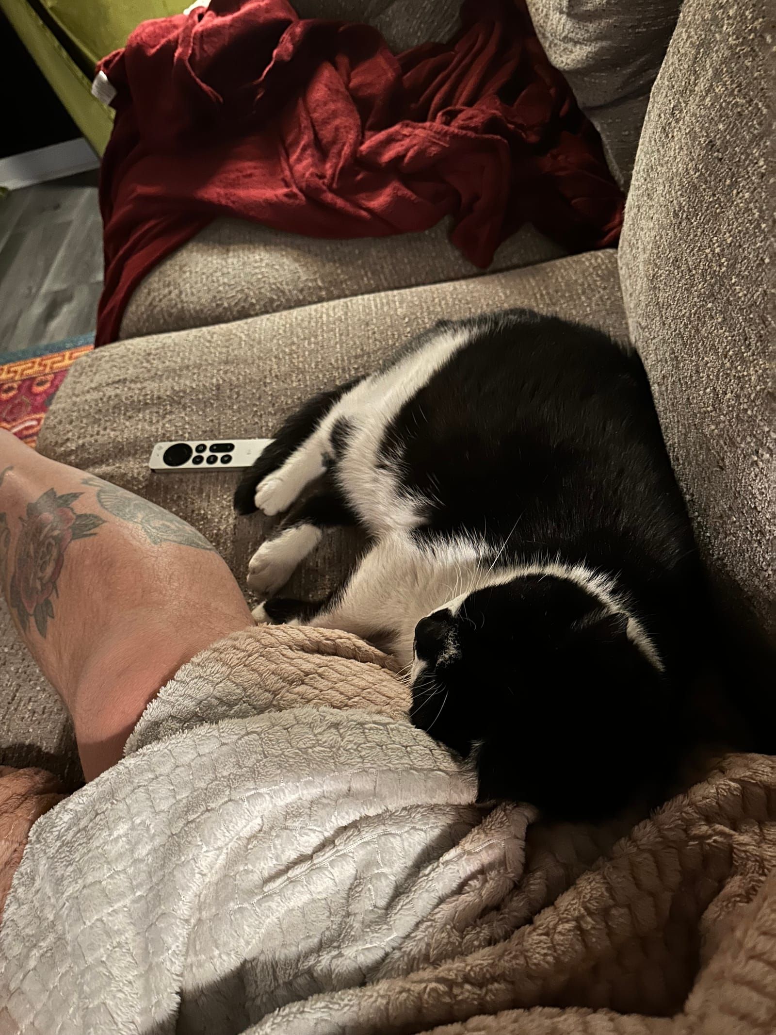 Oliver the tuxedo cat.