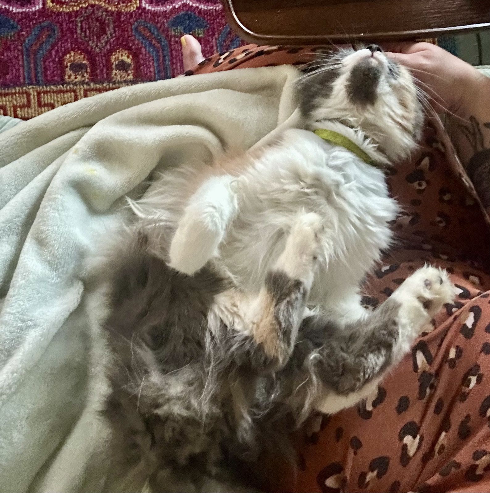 Polly sprawled belly-up on Rachelle's lap
