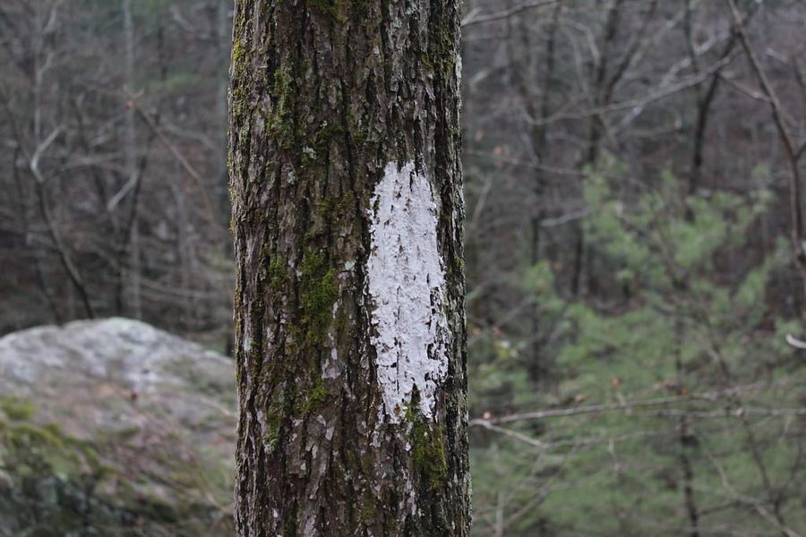 Hiking Laurel-Snow