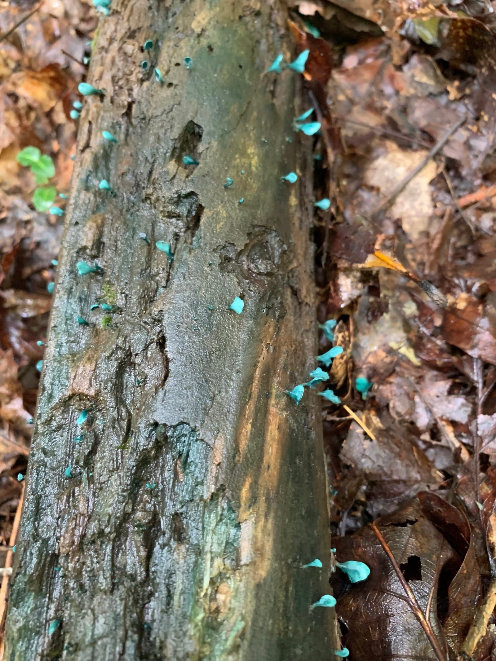 Delicate, teal colored fungus on a wet log.