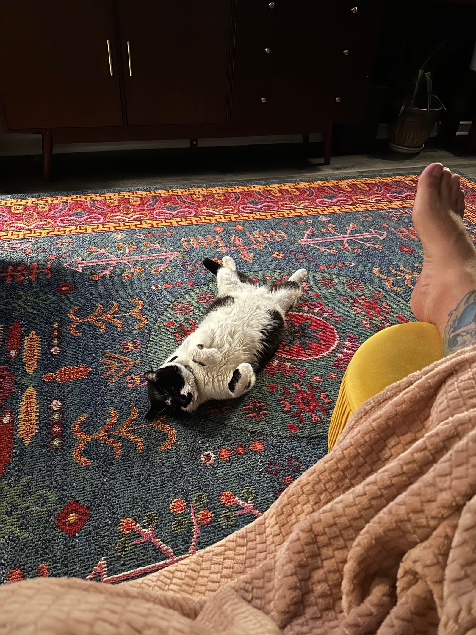 Oliver the tuxedo cat.