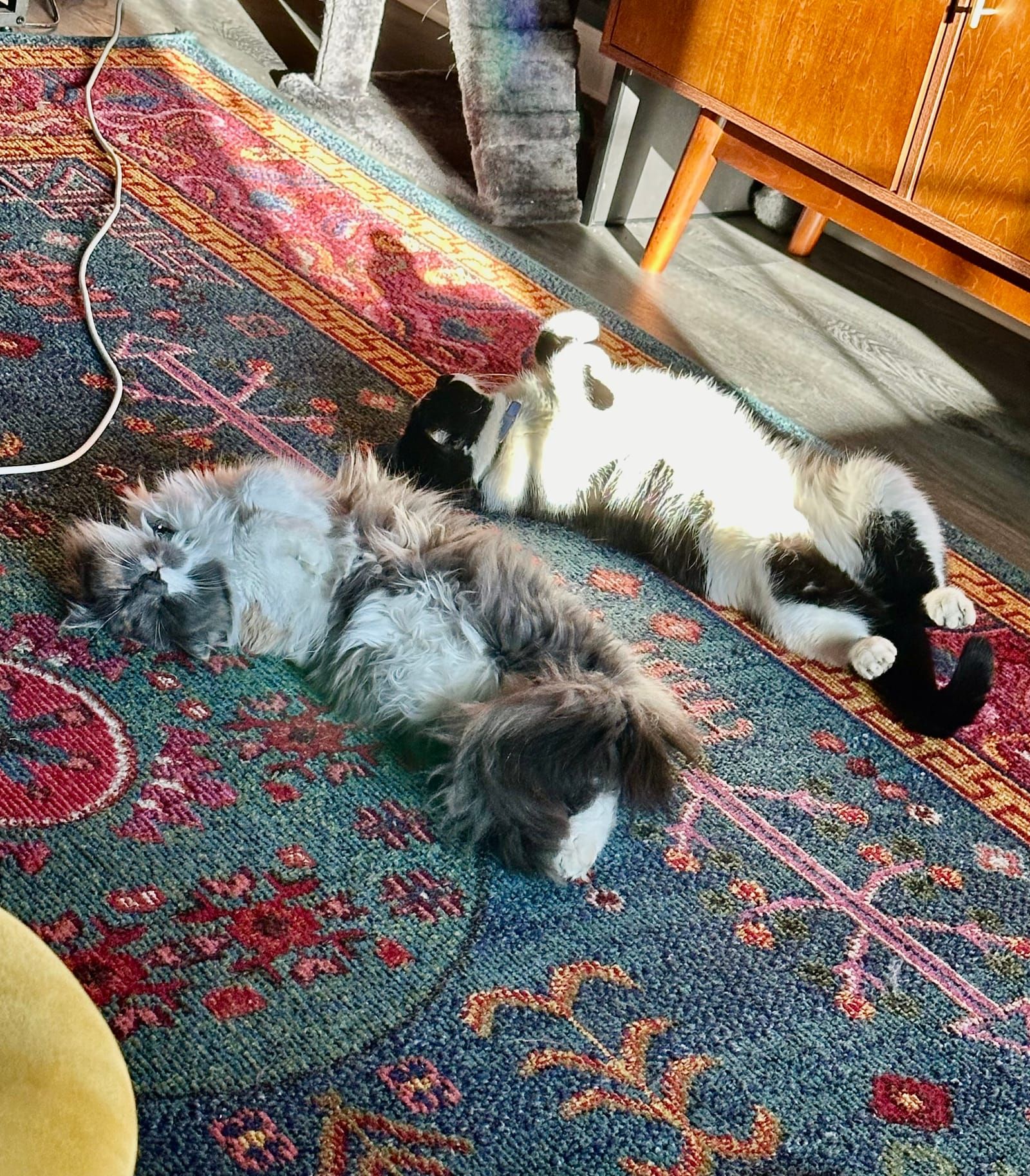 Oliver the tuxedo cat.