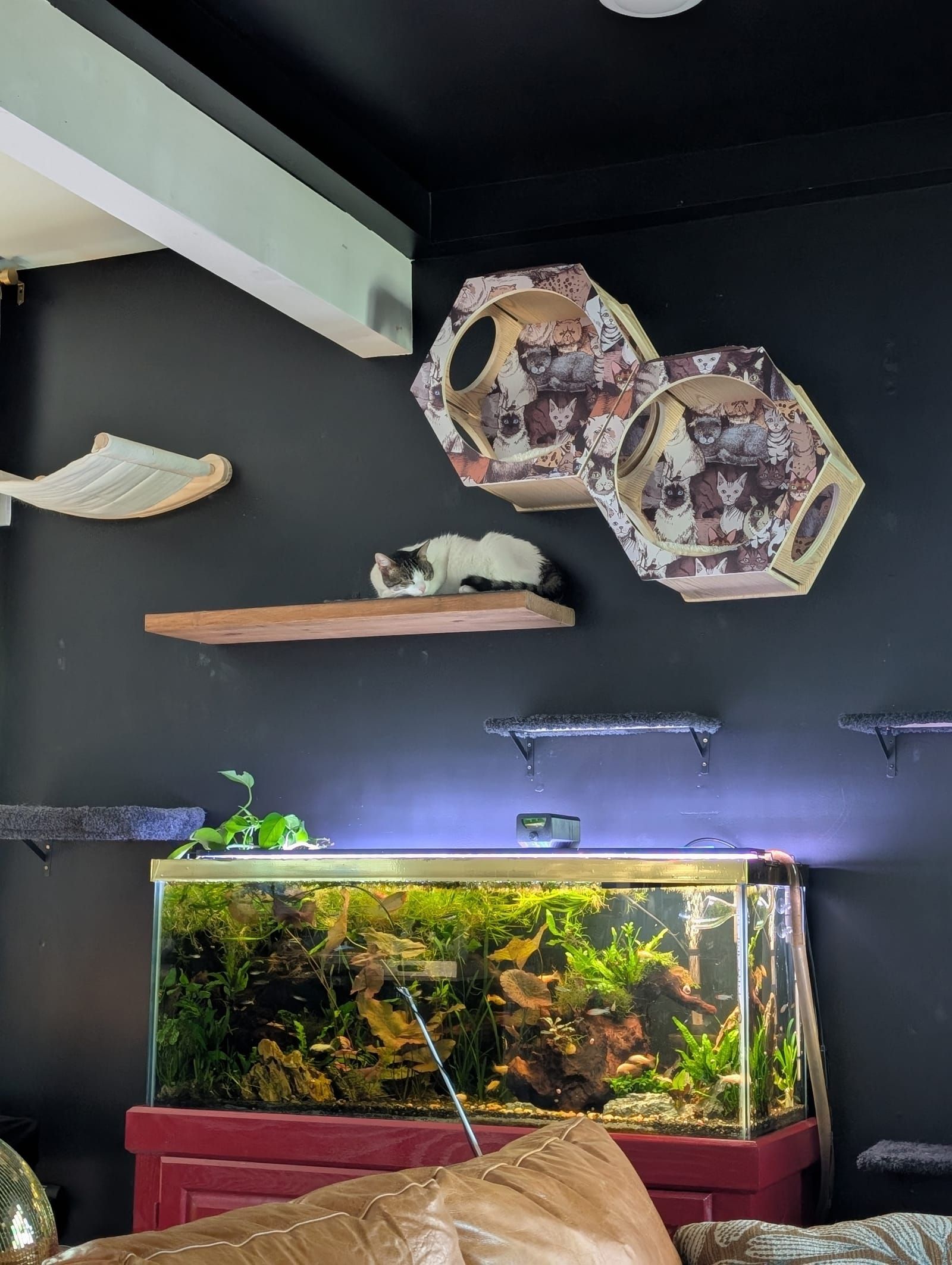 A cozy cat-themed room setup featuring a black wall with wooden shelves holding a white and brown cat resting on one shelf. Above are two decorative cat-print hexagonal wall-mounted cat houses, and below is an illuminated aquarium with aquatic plants and decorations, topped with a tan leather cushion in the foreground.