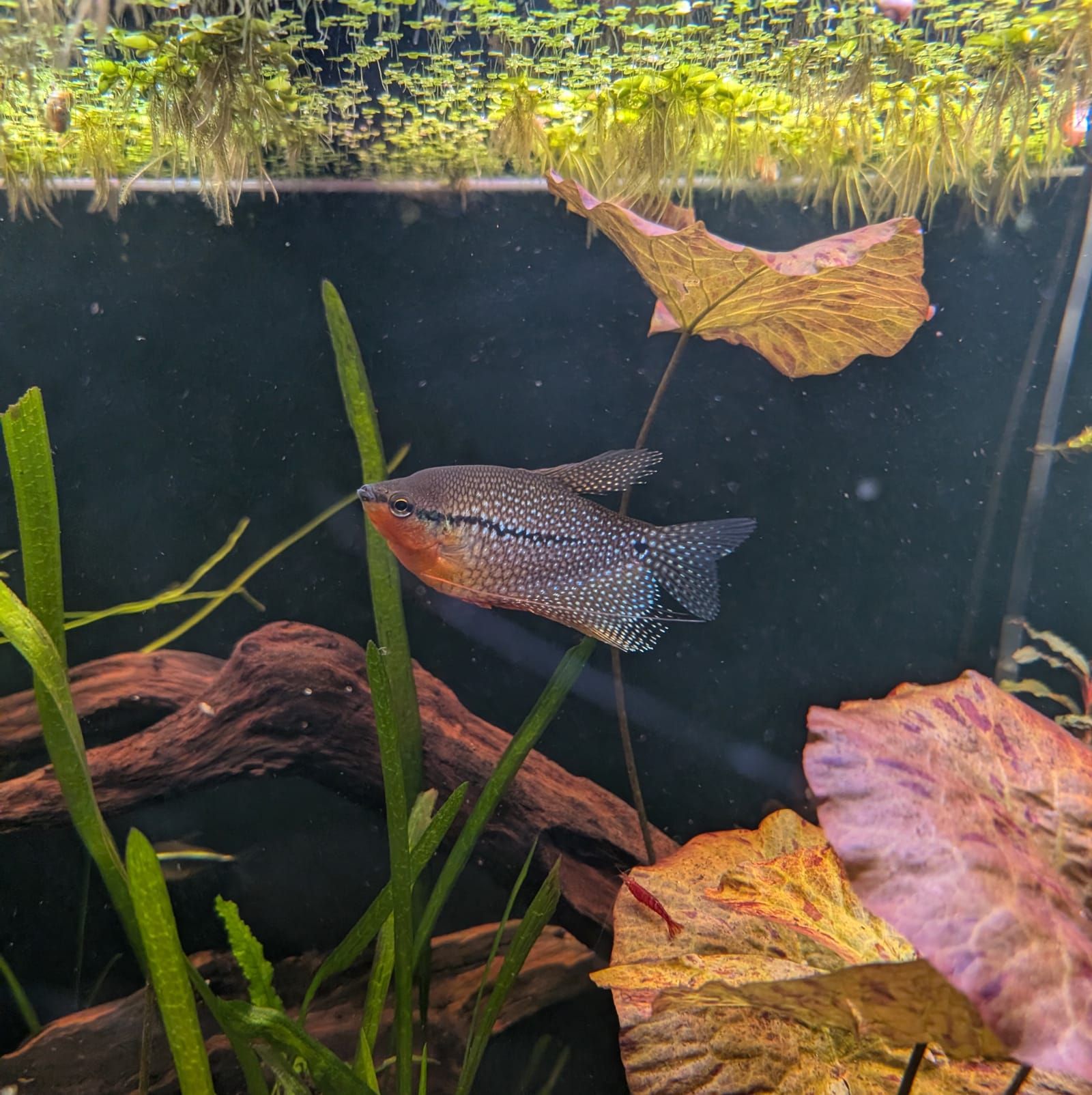 A colorful fish with a reddish-orange chest and spotted gray-blue body swims in an aquarium among green aquatic plants, driftwood, and fallen leaves. The tank features dark water with hanging root systems visible at the top.