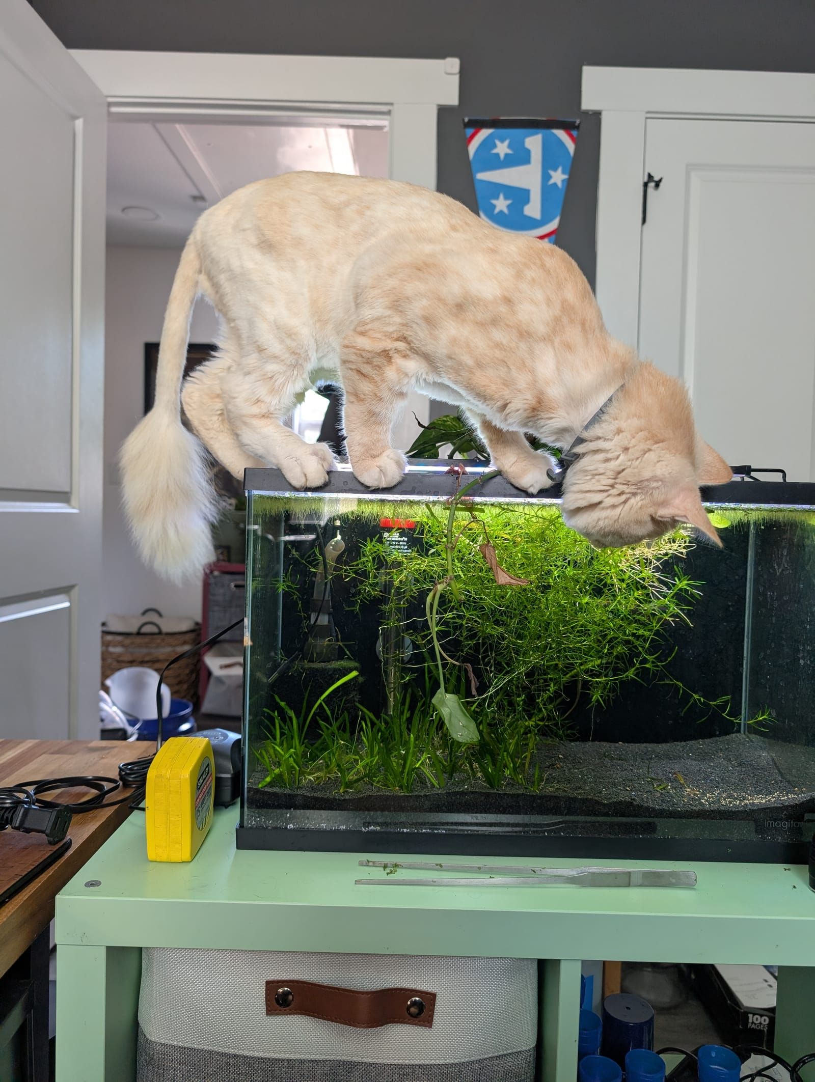 A fluffy cream-colored cat leans over a glass aquarium filled with aquatic plants and substrate, appearing to investigate the tank contents. The aquarium sits on a light green desk in an indoor home setting with white doors and a blue emblem visible on the dark wall in the background.