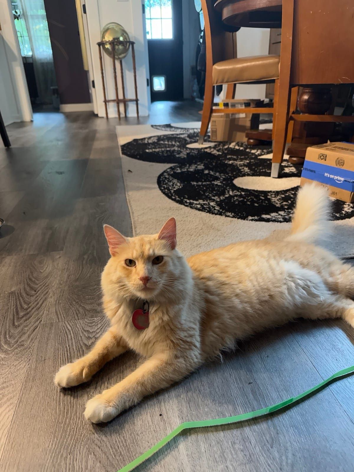 Mac stretched out on the floor looking directly at the camera
