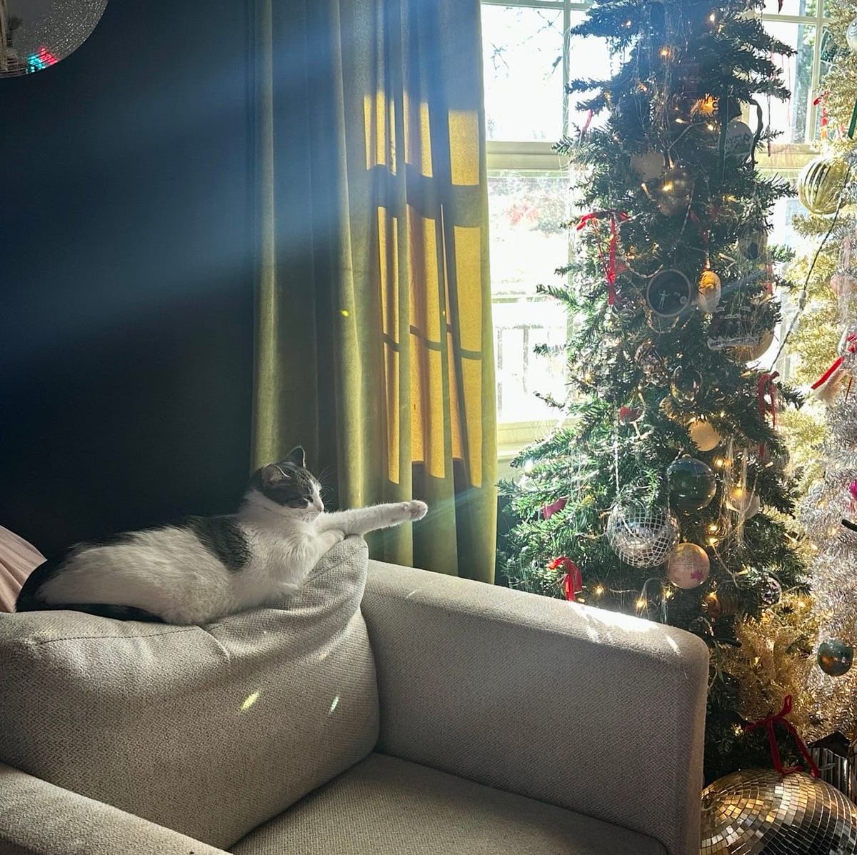 A black and white cat relaxes on a beige couch while reaching toward a decorated Christmas tree adorned with gold and red ornaments, with sunlight streaming through nearby windows and curtains.