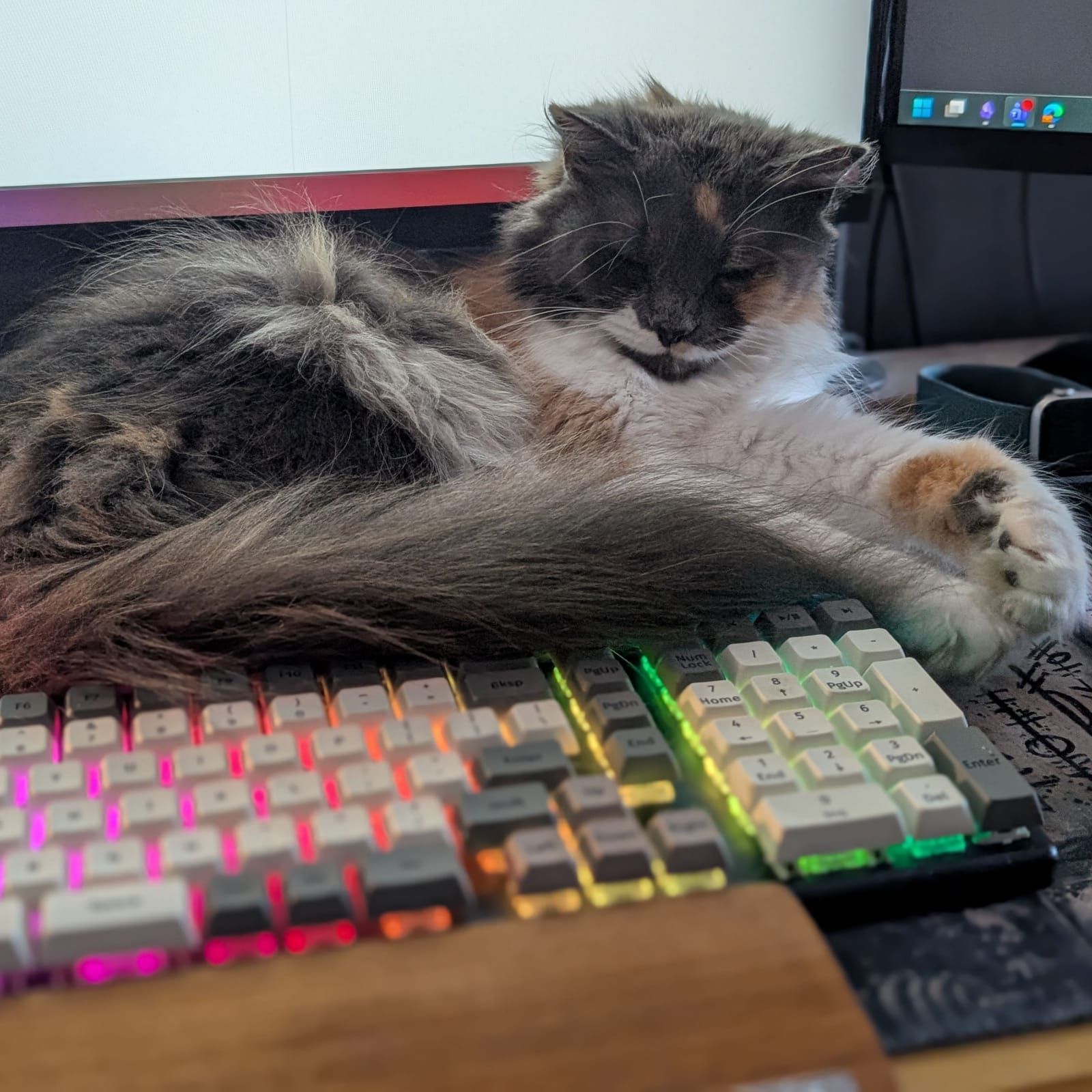 A fluffy long-haired cat with gray and white fur lies across a gaming keyboard with colorful RGB lighting on a desk, with computer monitors and peripherals visible in the background.