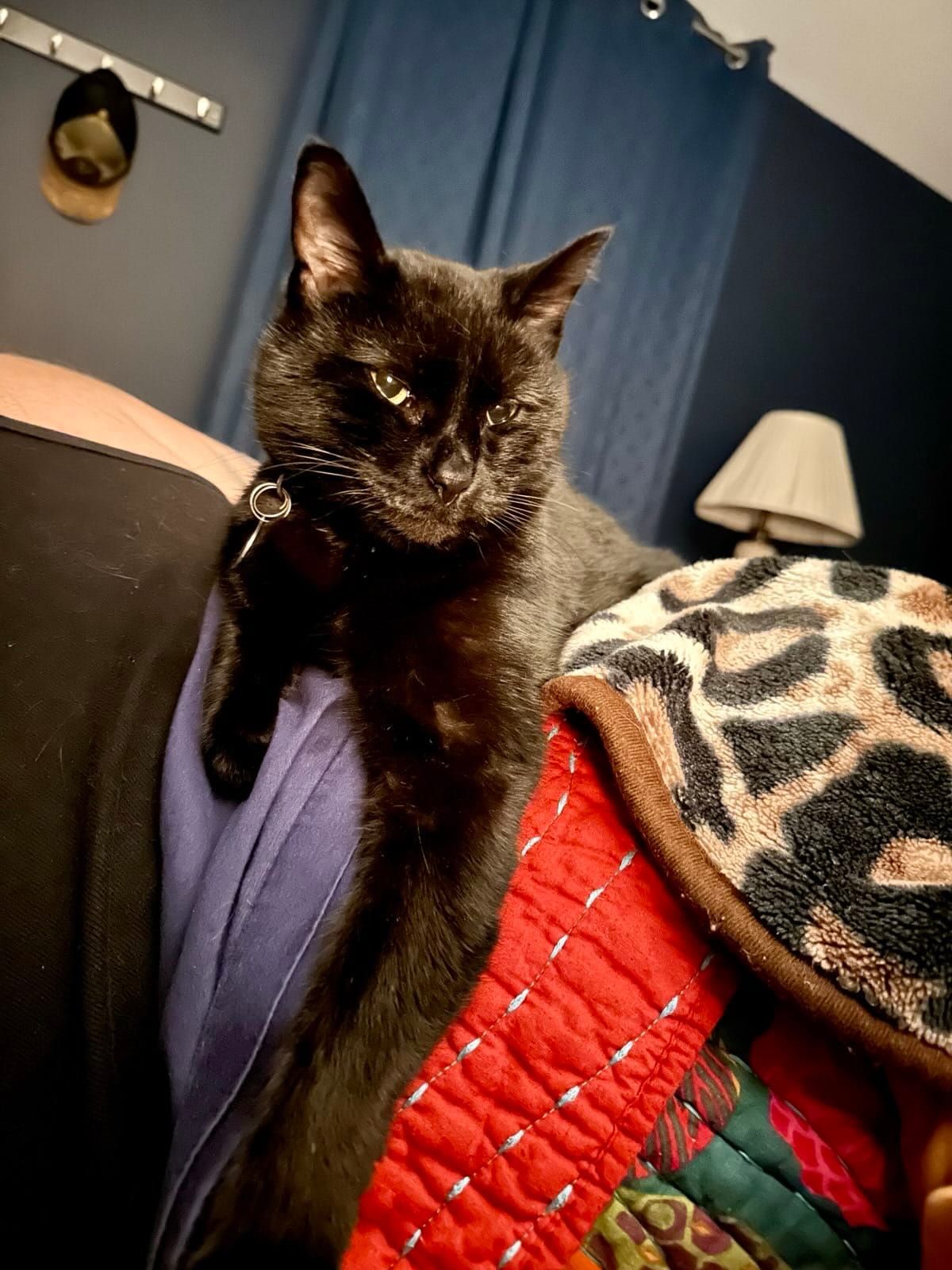 Lily the black cat sits on pile of blankets, which has some color and animal print.