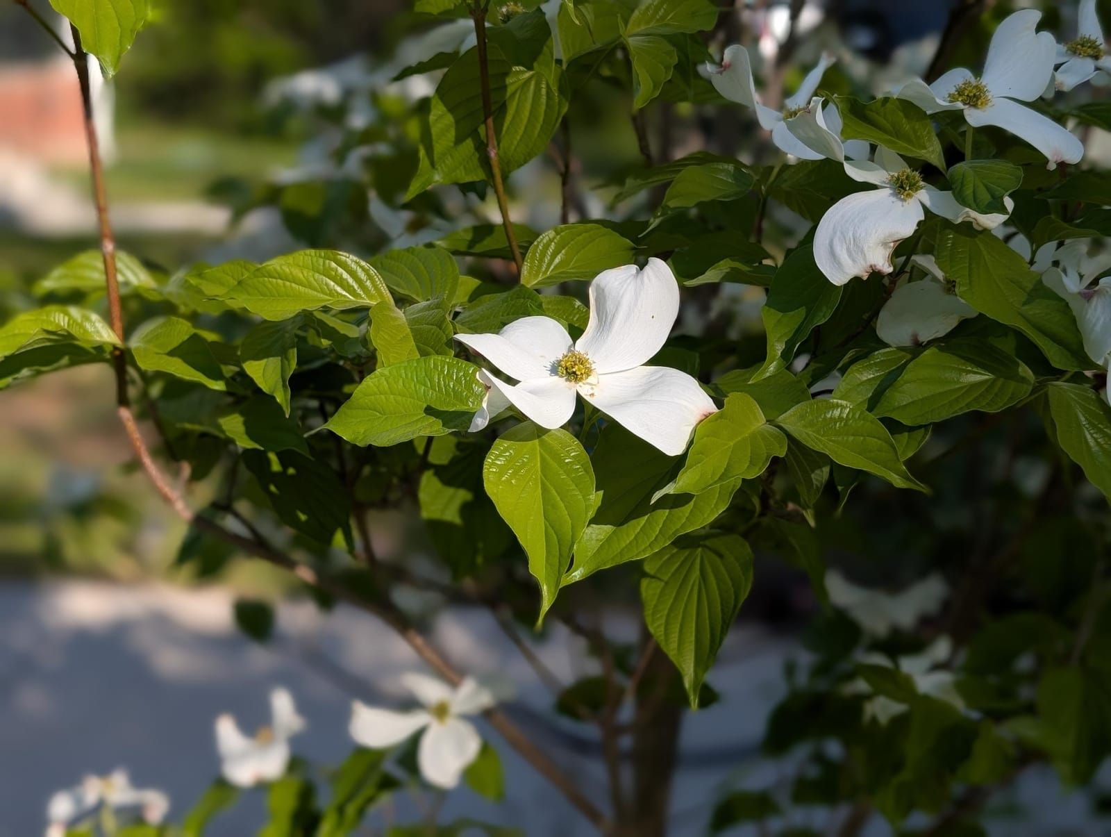 White dogwood flowers with four petals bloom among bright green leaves on branches in sunlight, with a blurred residential background.