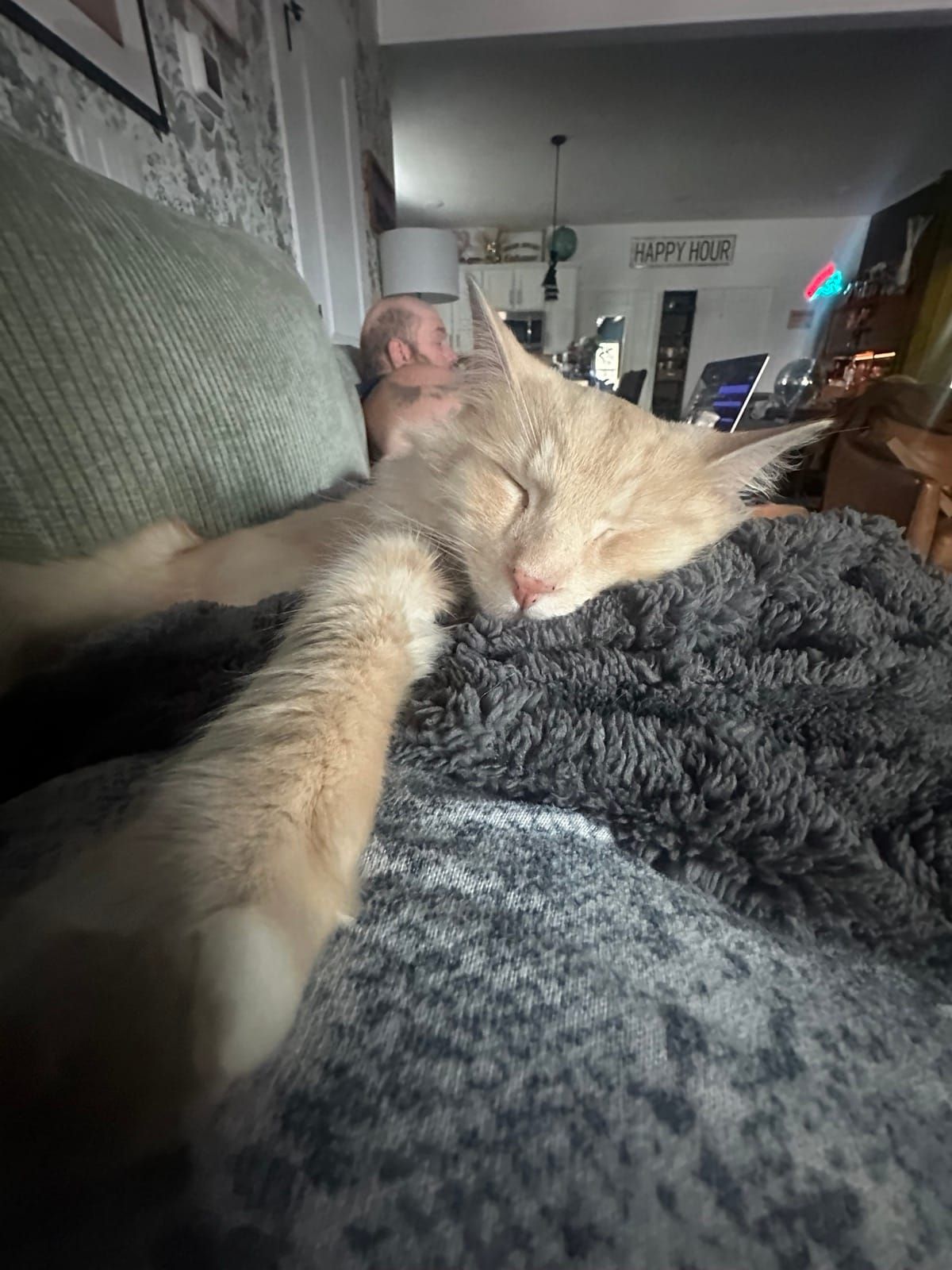 Mac sleeping peacefully on a fuzzy blanket on the couch