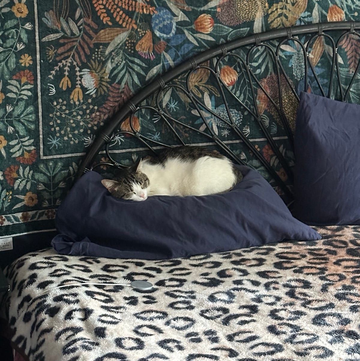 A tabby and white cat lounges on a navy blue pillow on a bed with a leopard print blanket, with a decorative black iron headboard and floral patterned headboard behind it.