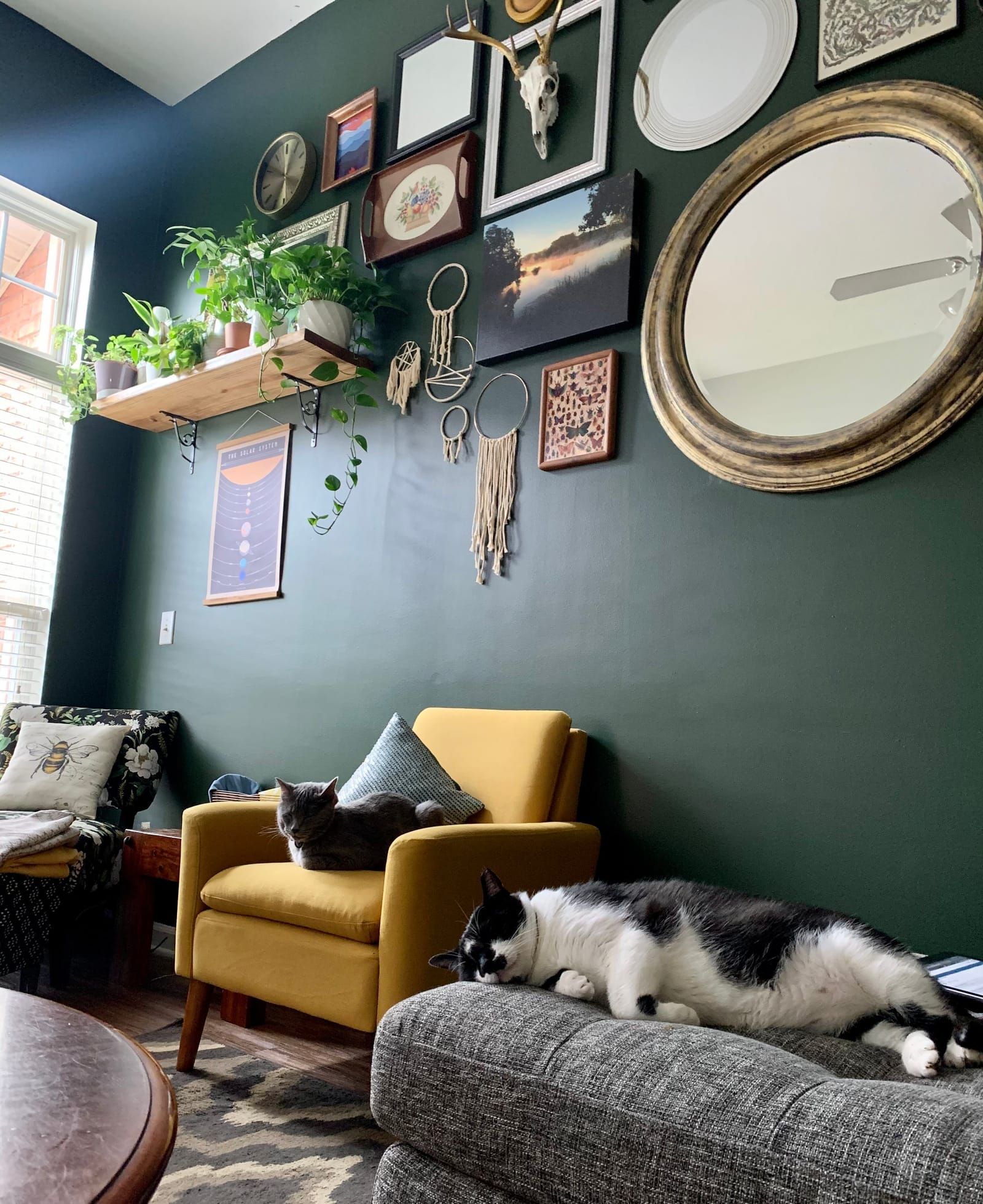 Oliver the tuxedo cat.