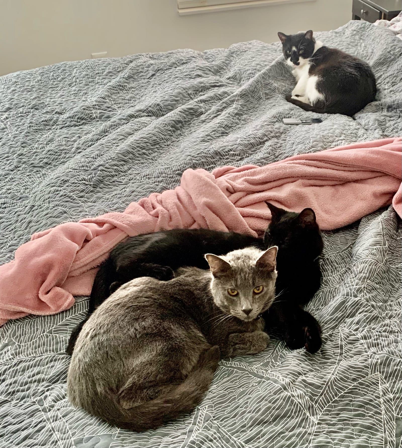 Oliver the tuxedo cat.