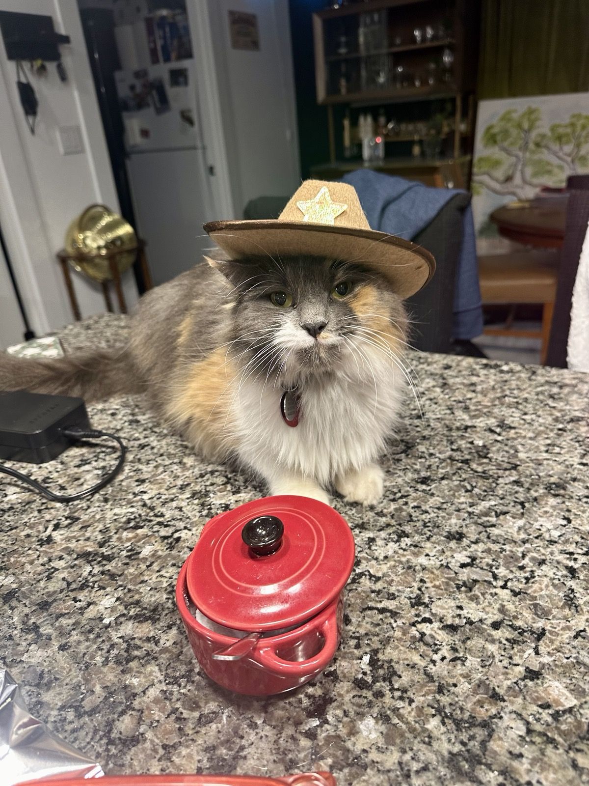 Polly wearing a tiny sheriff cowboy hat on the kitchen counter